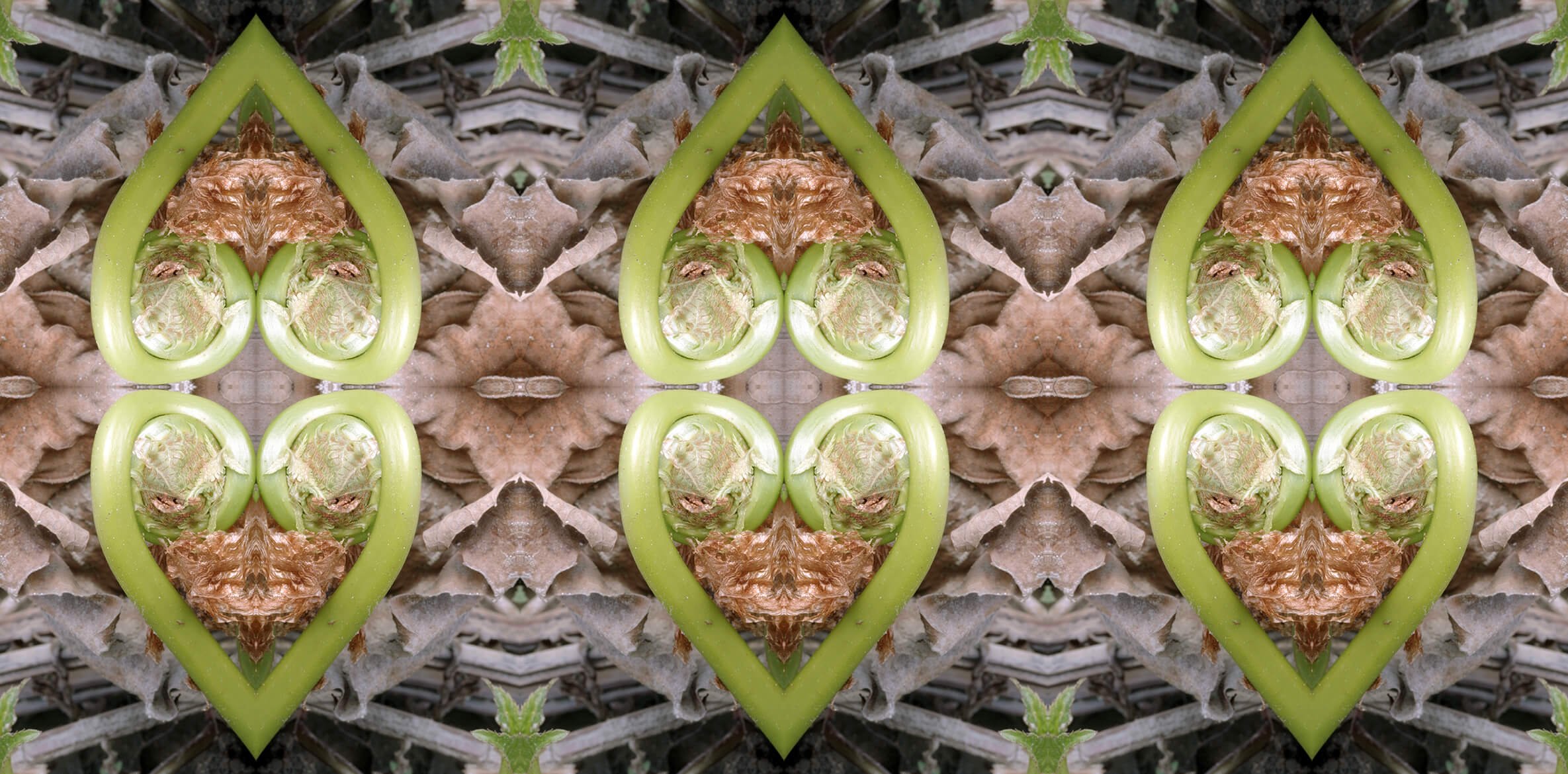 Spring Ferns Collection