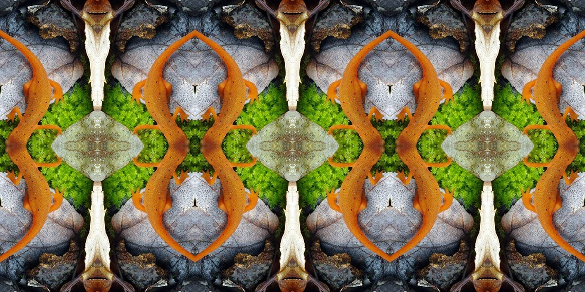 RED EFT PATTERN