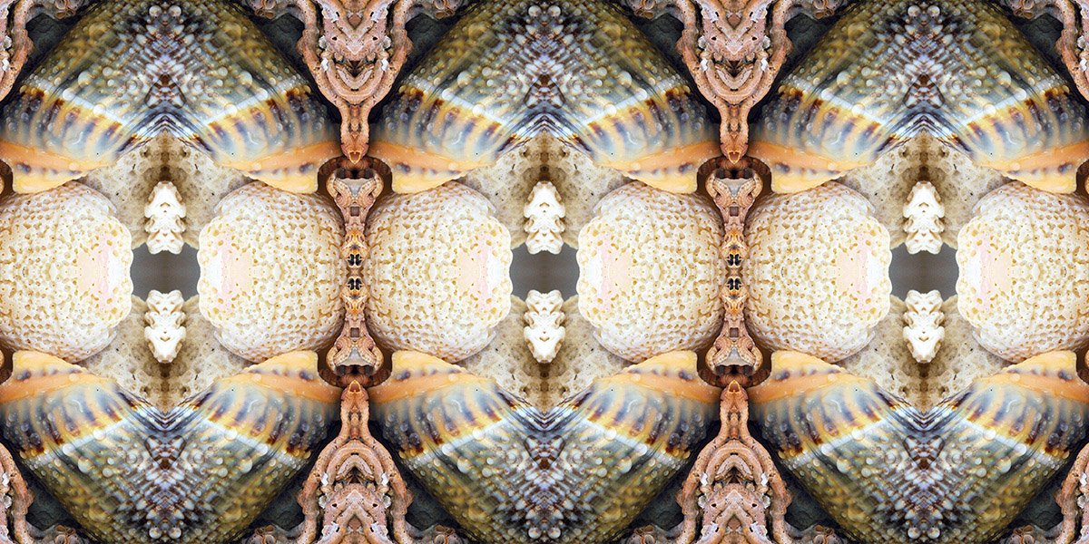 CARIBBEAN SHELLS PATTERN