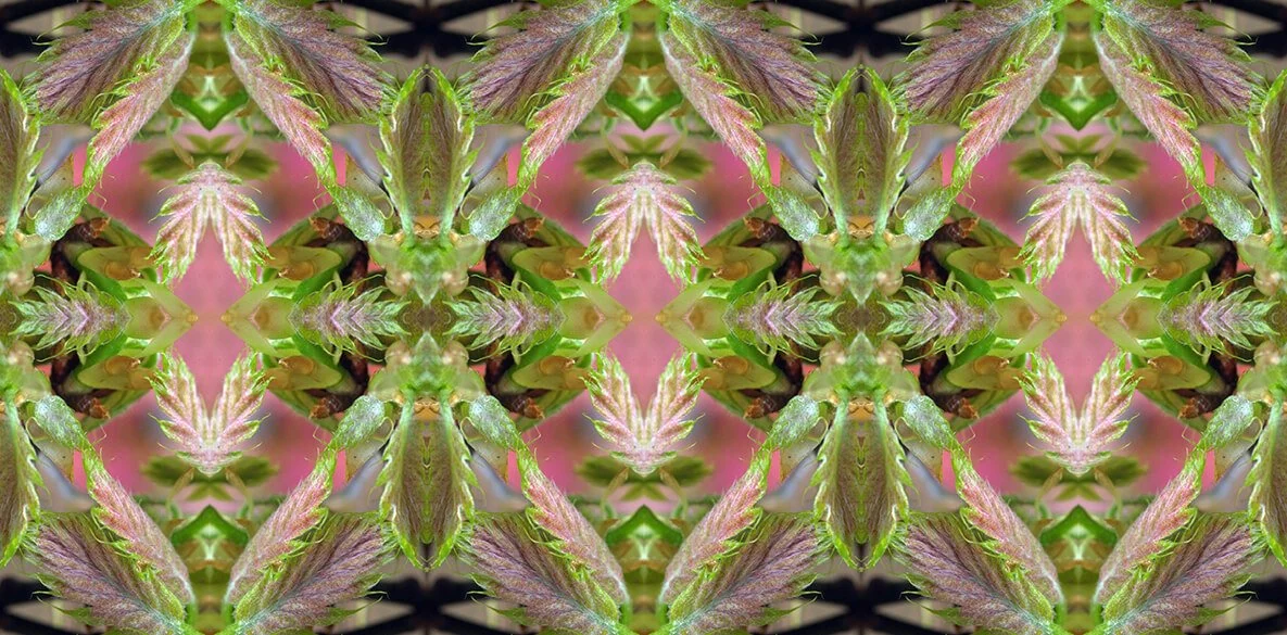 Native Tree Flowers & Fresh Leaves Collection