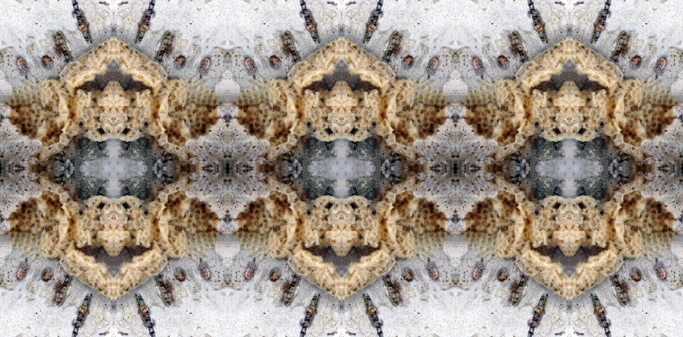 Moth Eggs on Paper Birch Bark