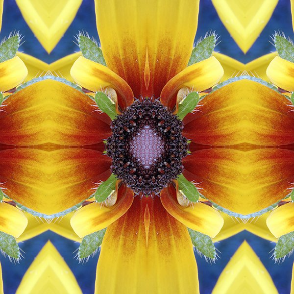 Product Swatch Black eyed susan Moreno.jpg