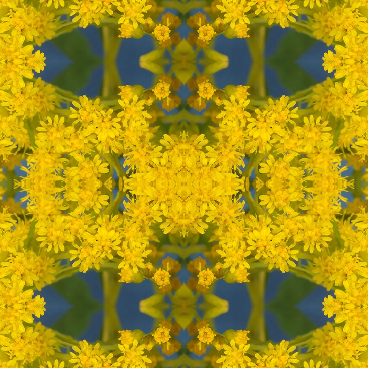 Goldenrod 1 pattern swatch.jpg