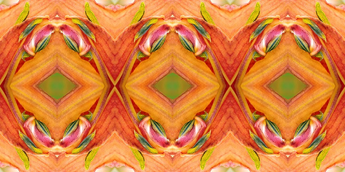 Daylily