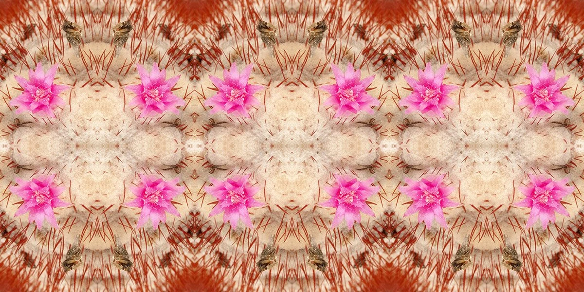 BARREL CACTUS BLOSSOM PATTERN