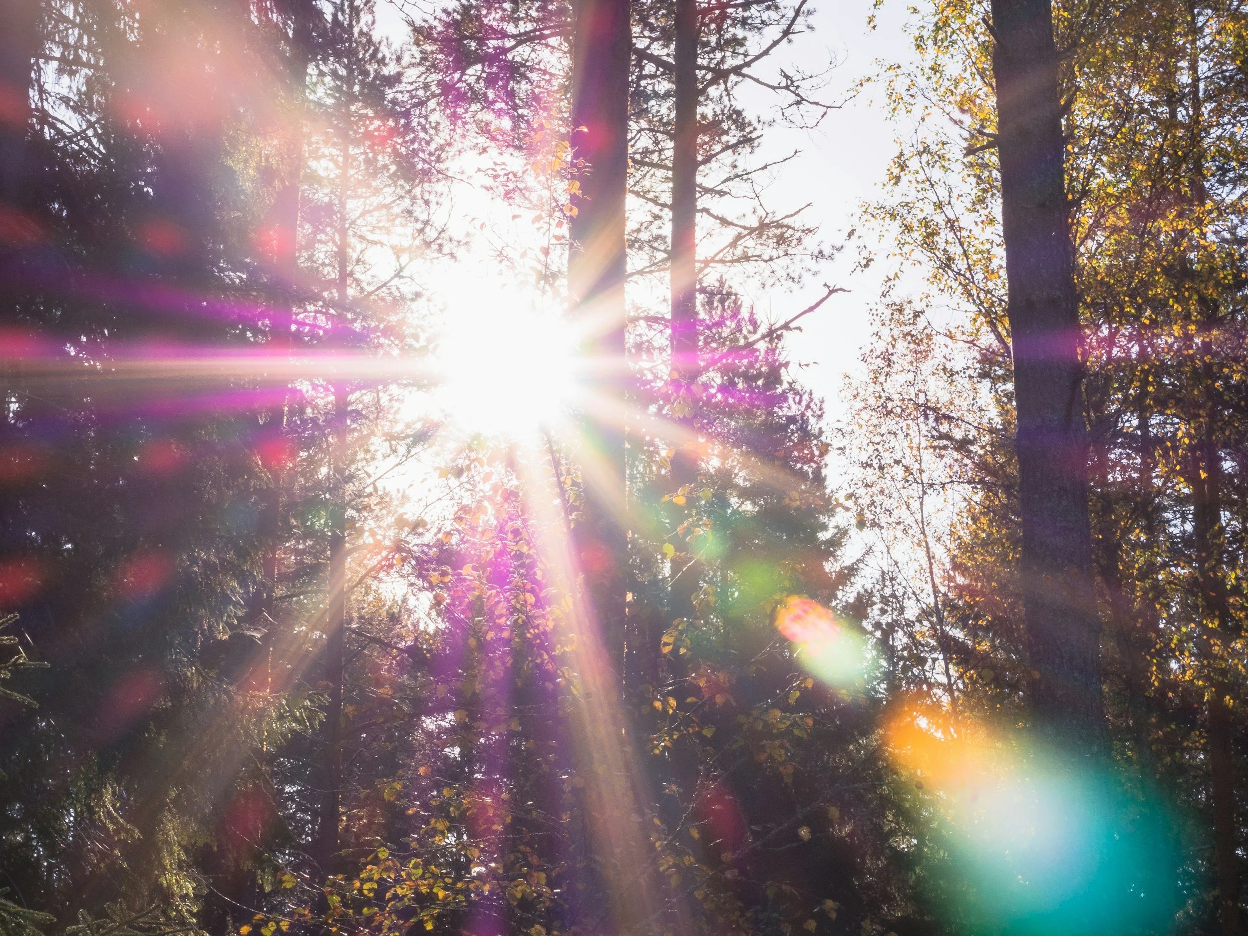 Sunlight shining through a forest with trees and autumn leaves, creating colorful lens flares.
