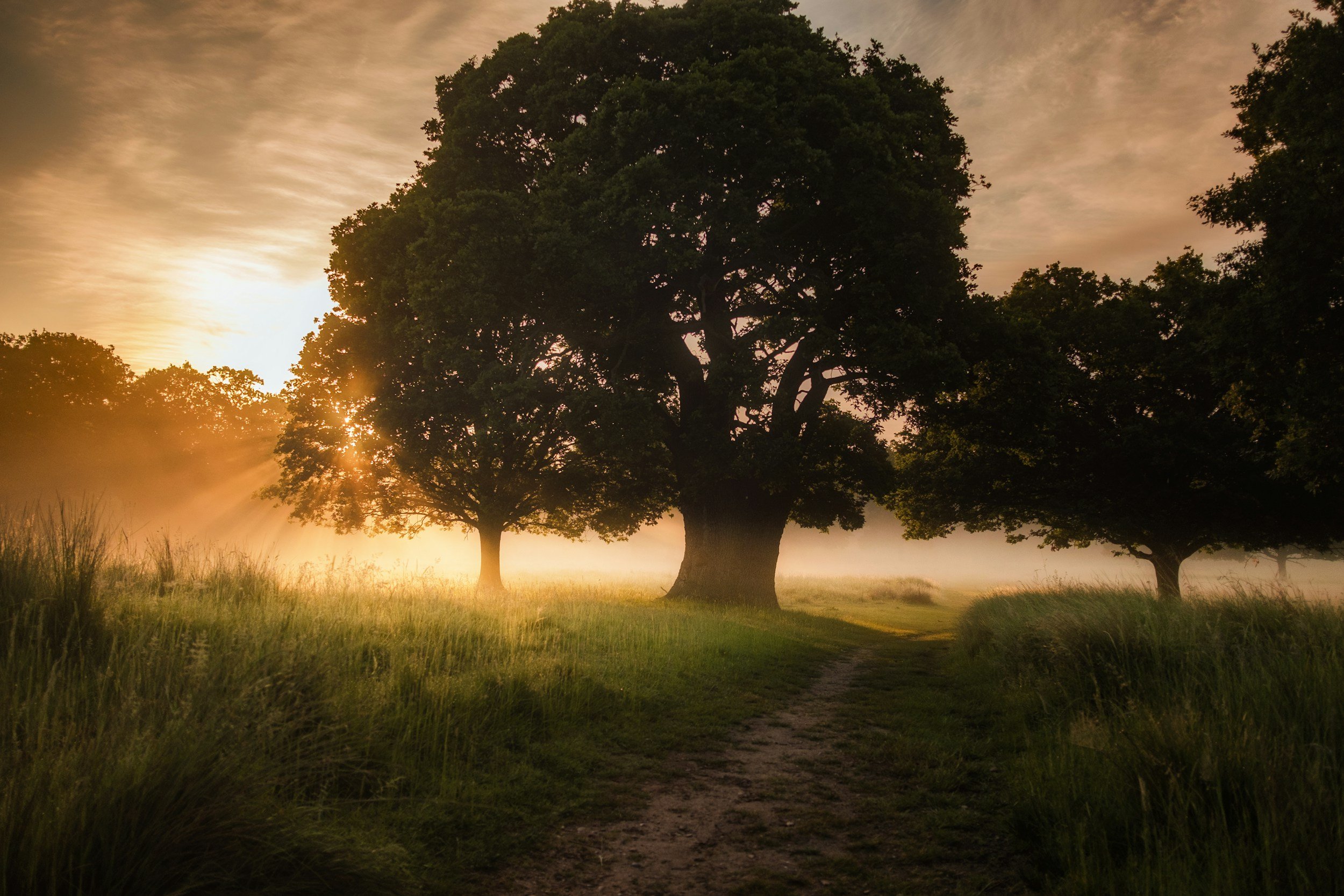A landscape with three large trees in a grassy field at sunrise or sunset, with mist and a dirt path in the foreground.