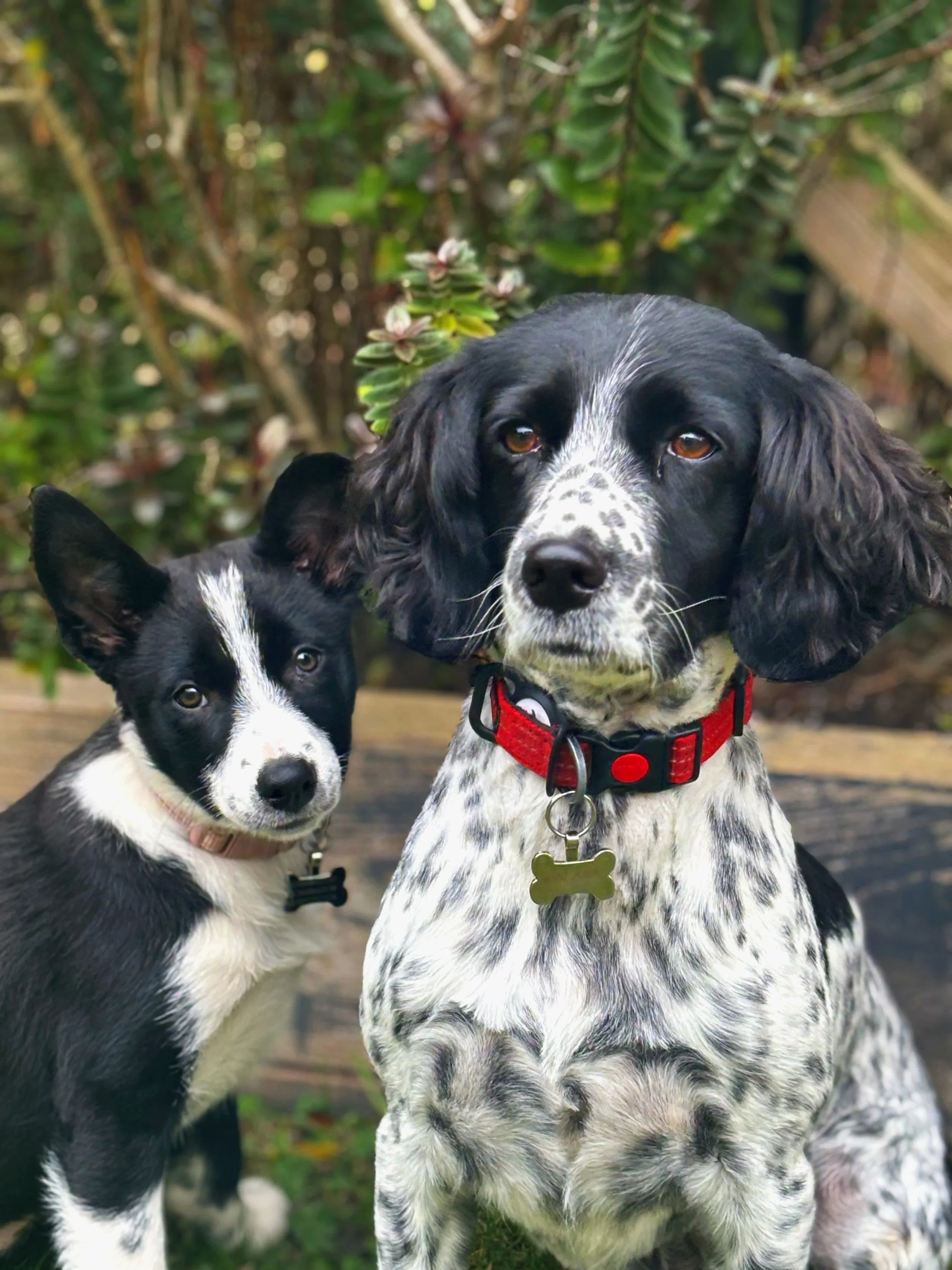 Two dogs, a black and white puppy and a larger black and white adult dog, sitting outdoors in front of green shrubbery and a wooden bench.