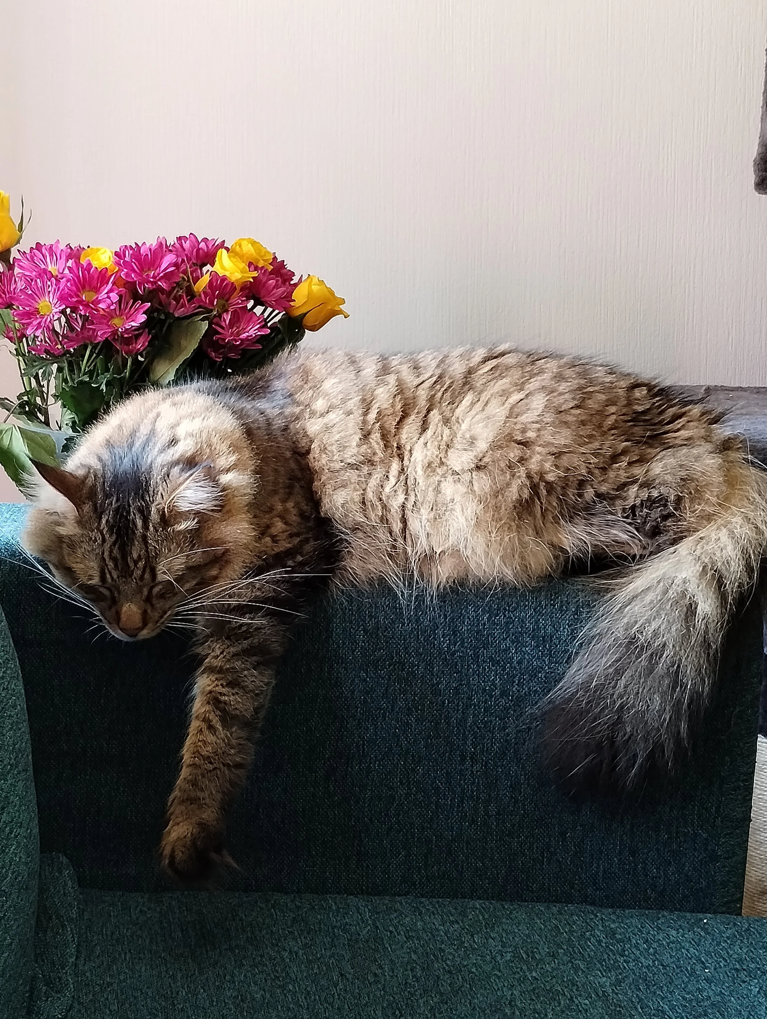 A photo of Orin Morrison the Chief Relaxation Officer at Resting Squirrel Massage Therapy. He is fully relaxed on the arm of a sofa with sun shining on his fur and colorful flowers behind him.  He's a fluffy cat with extra long whiskers. He's a big