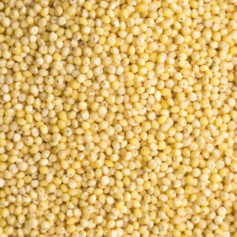Millet Seed 500g