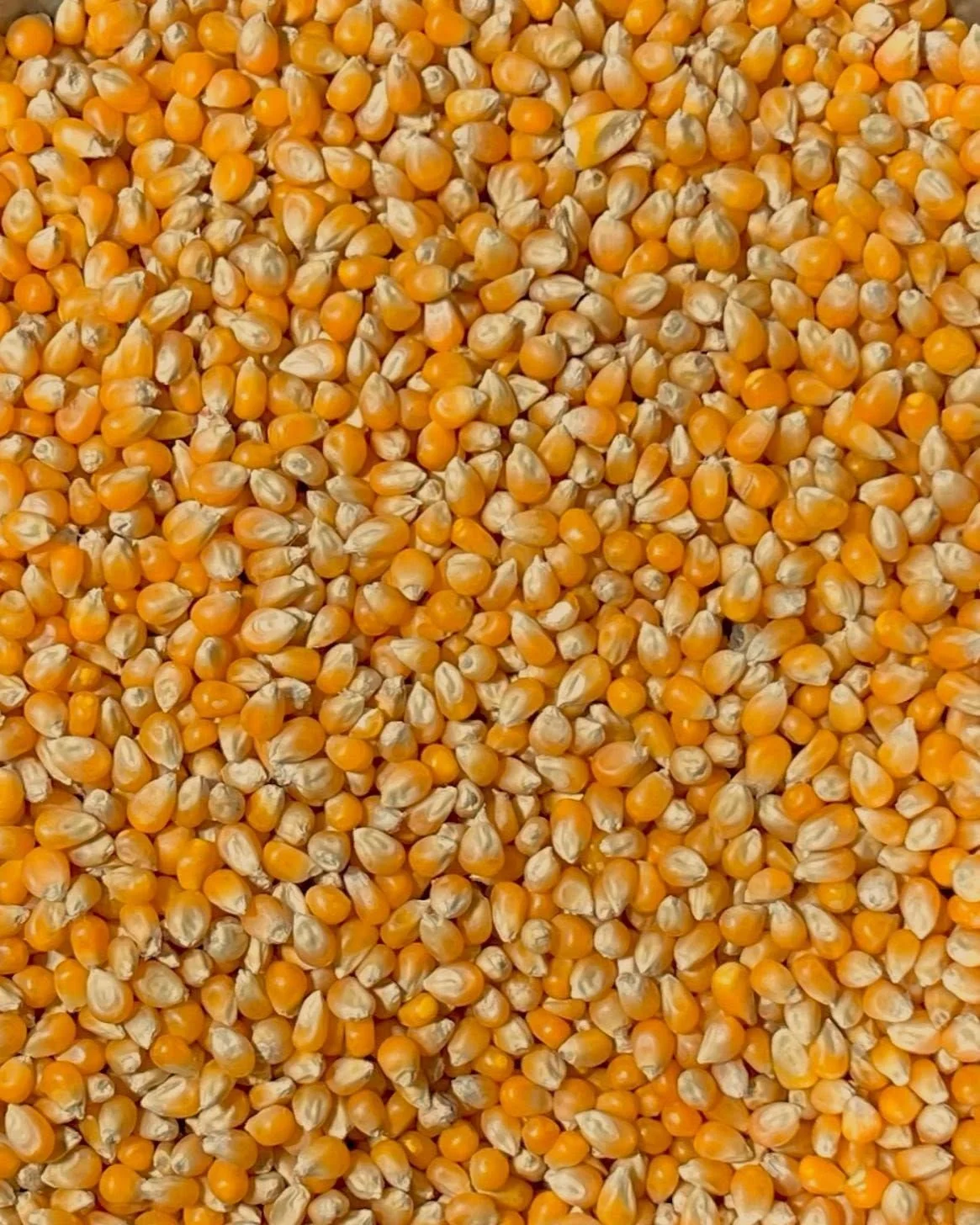 Popcorn Kernels (500g)