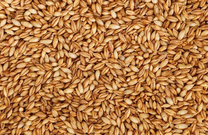 Pearl Barley 500g