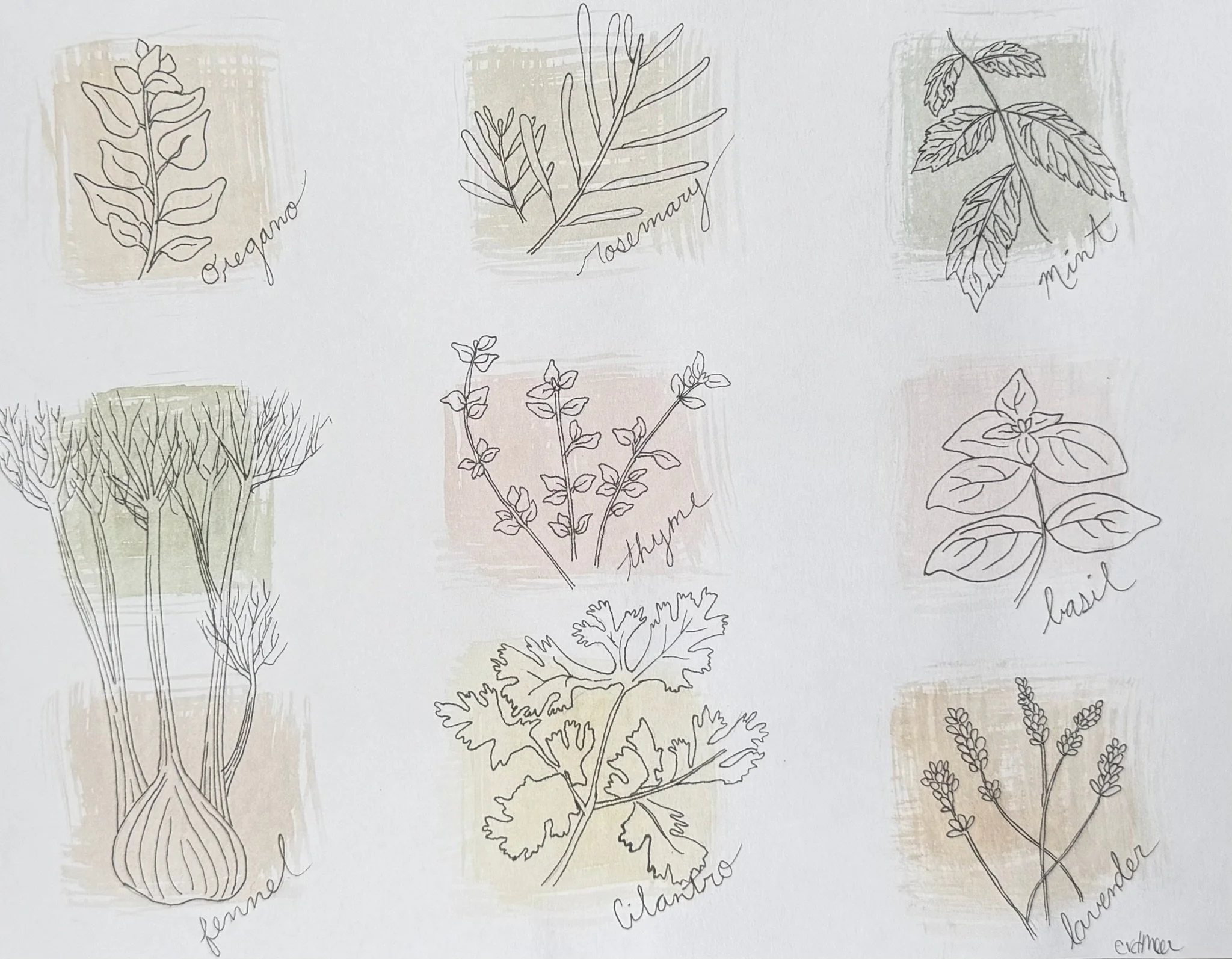 "Herbs"
8"X10"
Watercolor and Ink