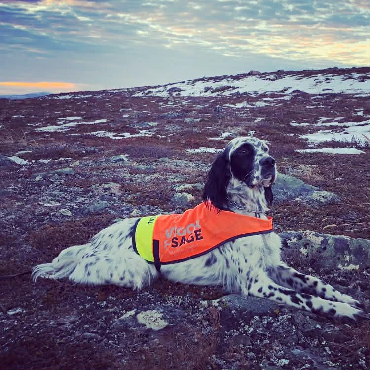 Hund i orange väst som ligger på en stenfattig, snöig fjällmiljö under en molnig himmel.