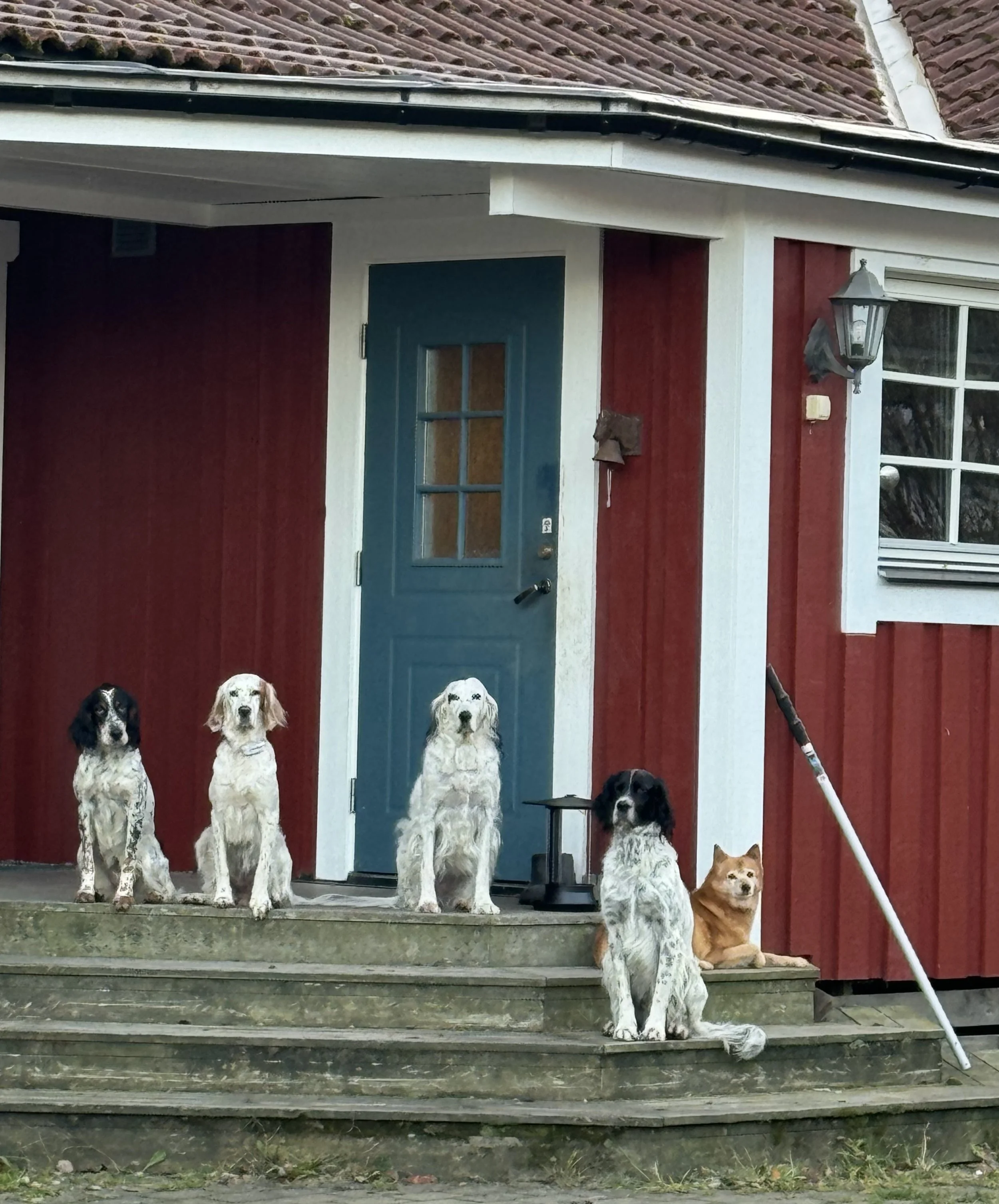 Fyra stora hundar som sitter på trappan framför en rödmålad husvägg, med en mindre hund och en katt att sitta bredvid.