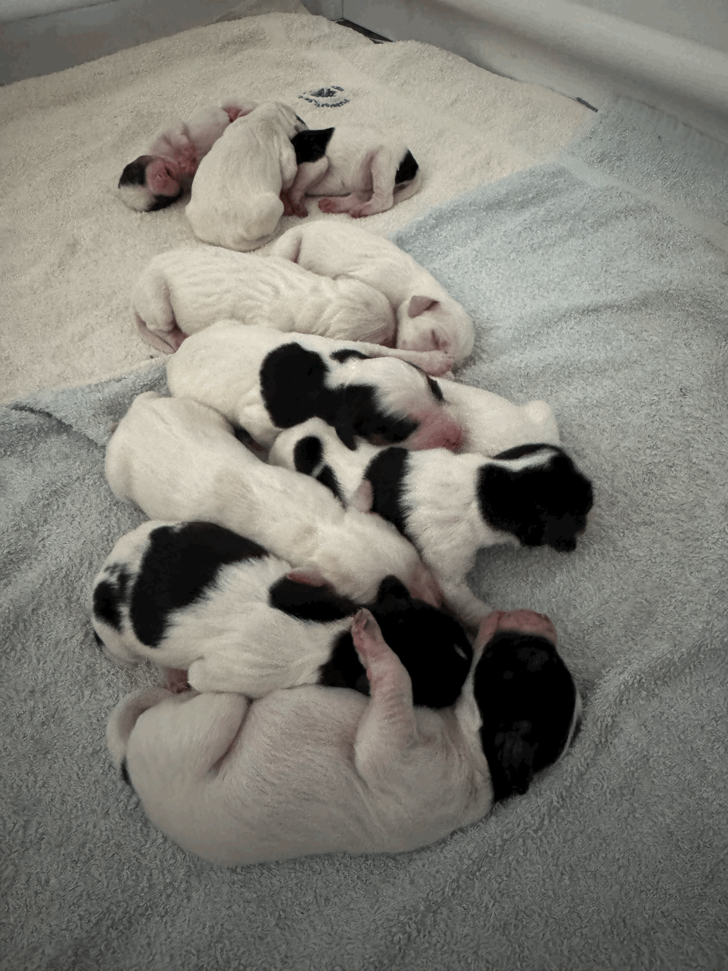Tre dagar gamla