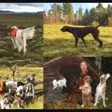 Välkommen på unghundskurs – förberedelse inför jakt med din stående fågelhund
