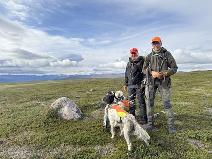 Micke och Kerstin till fjälls med engelska settrar.