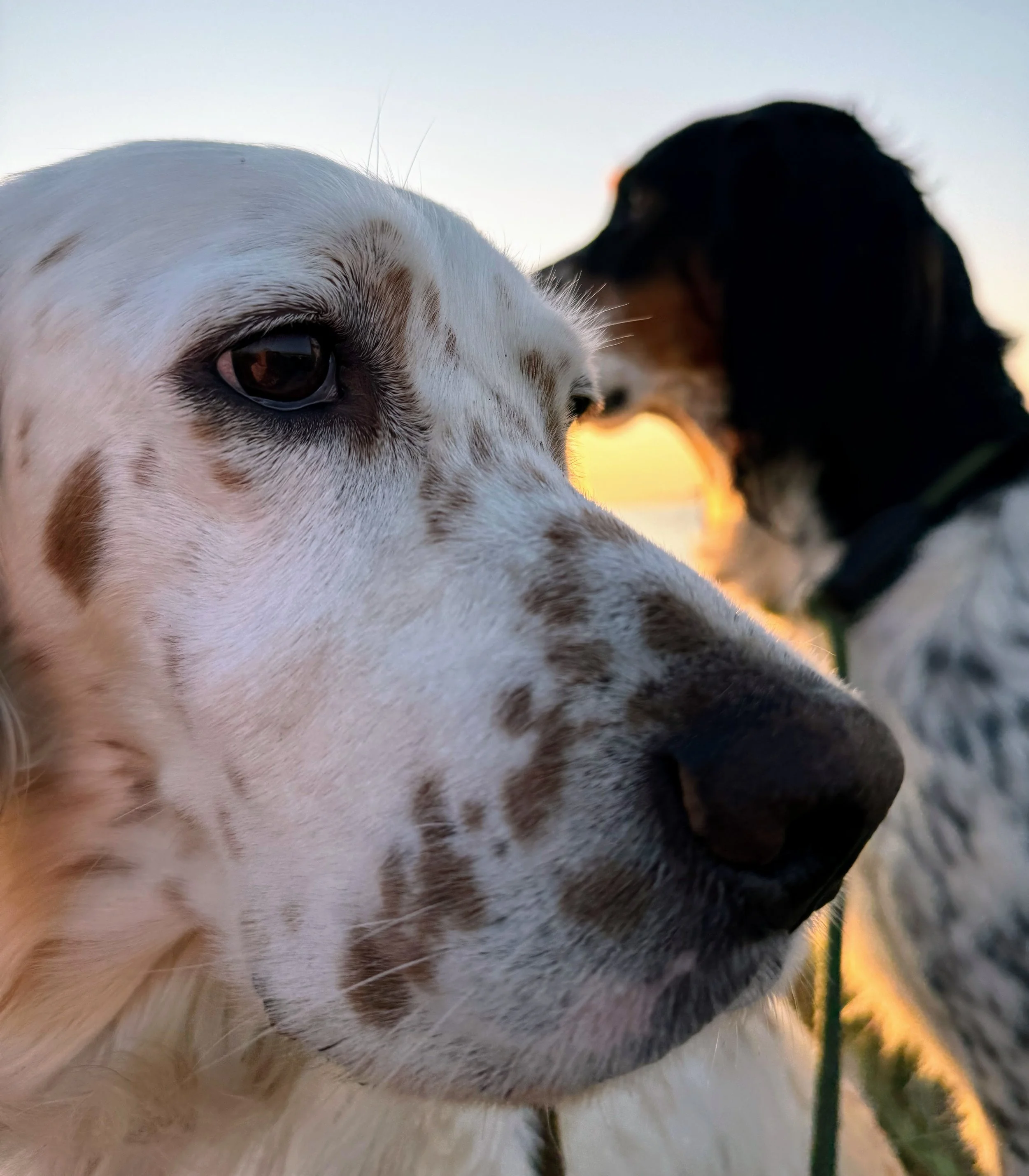 Närbild av en vit hund med bruna fläckar, en svart hund i bakgrunden, båda ute under en duskig solnedgång.