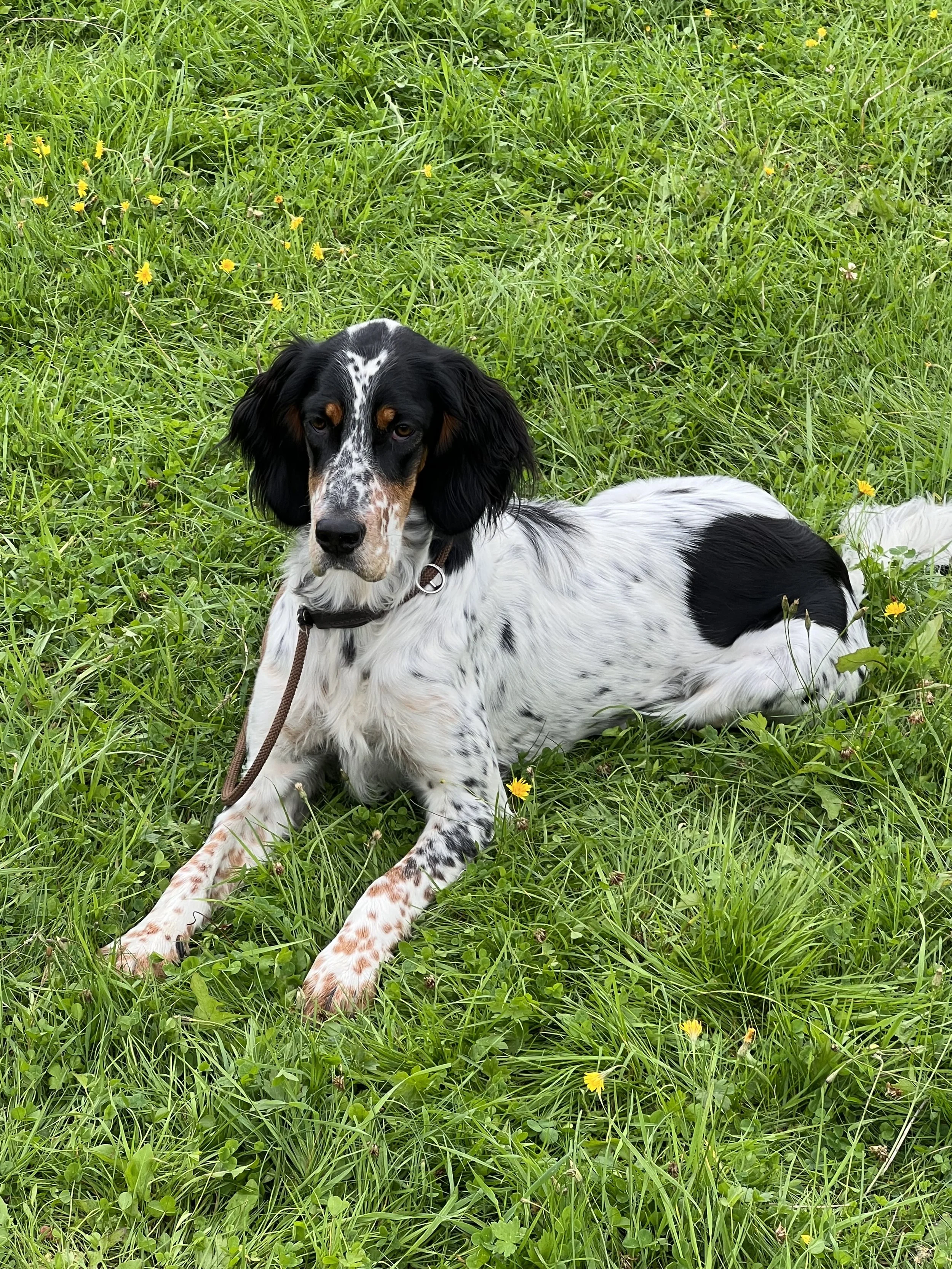 En vit och svart hund med brunt i ansiktet ligger i gräset bland gula blommor.