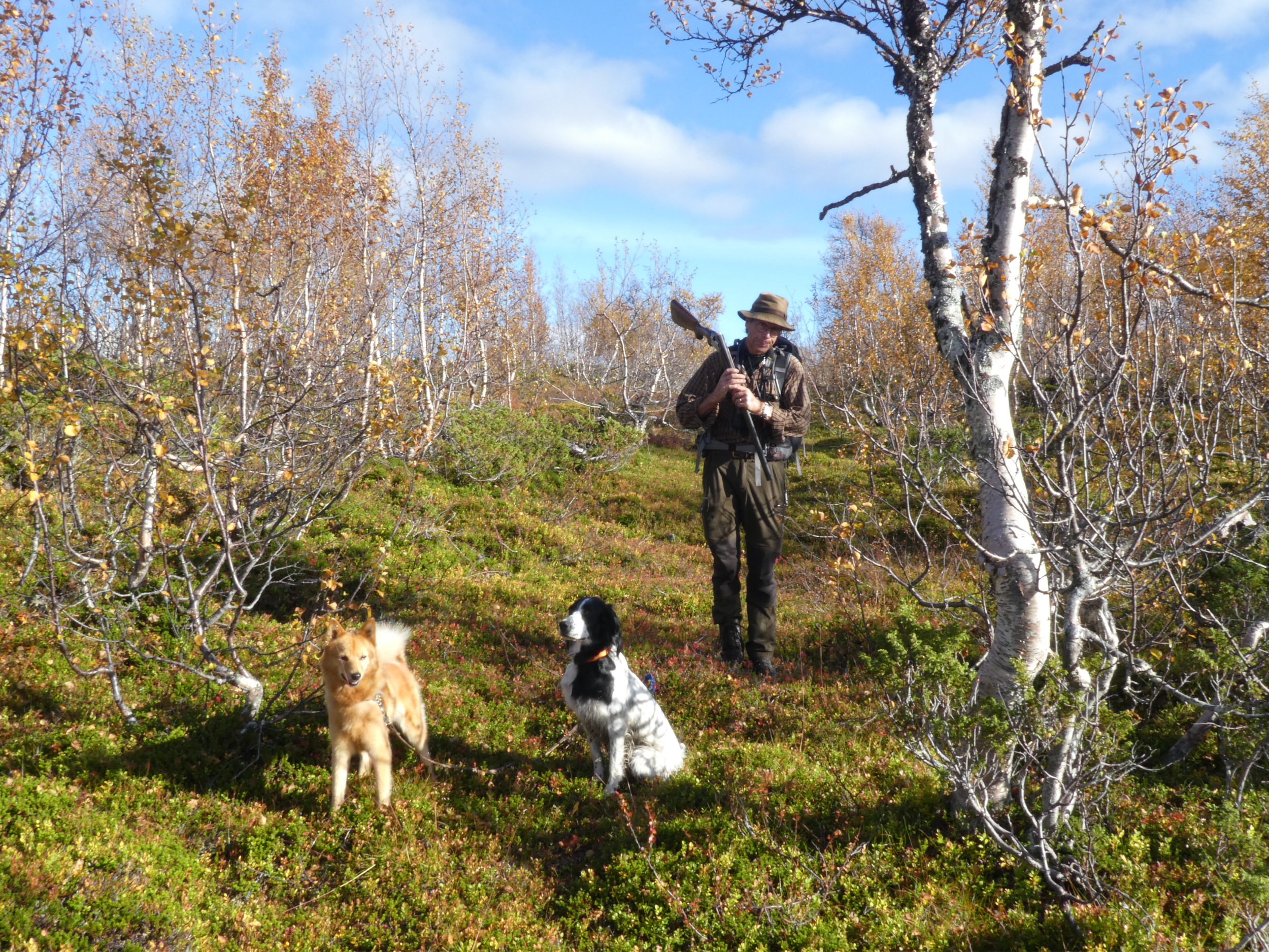 En man med hatt och ryggsäck som håller en gevär, står bland träd och tre hundar i ett höstlandskap med blå himmel.
