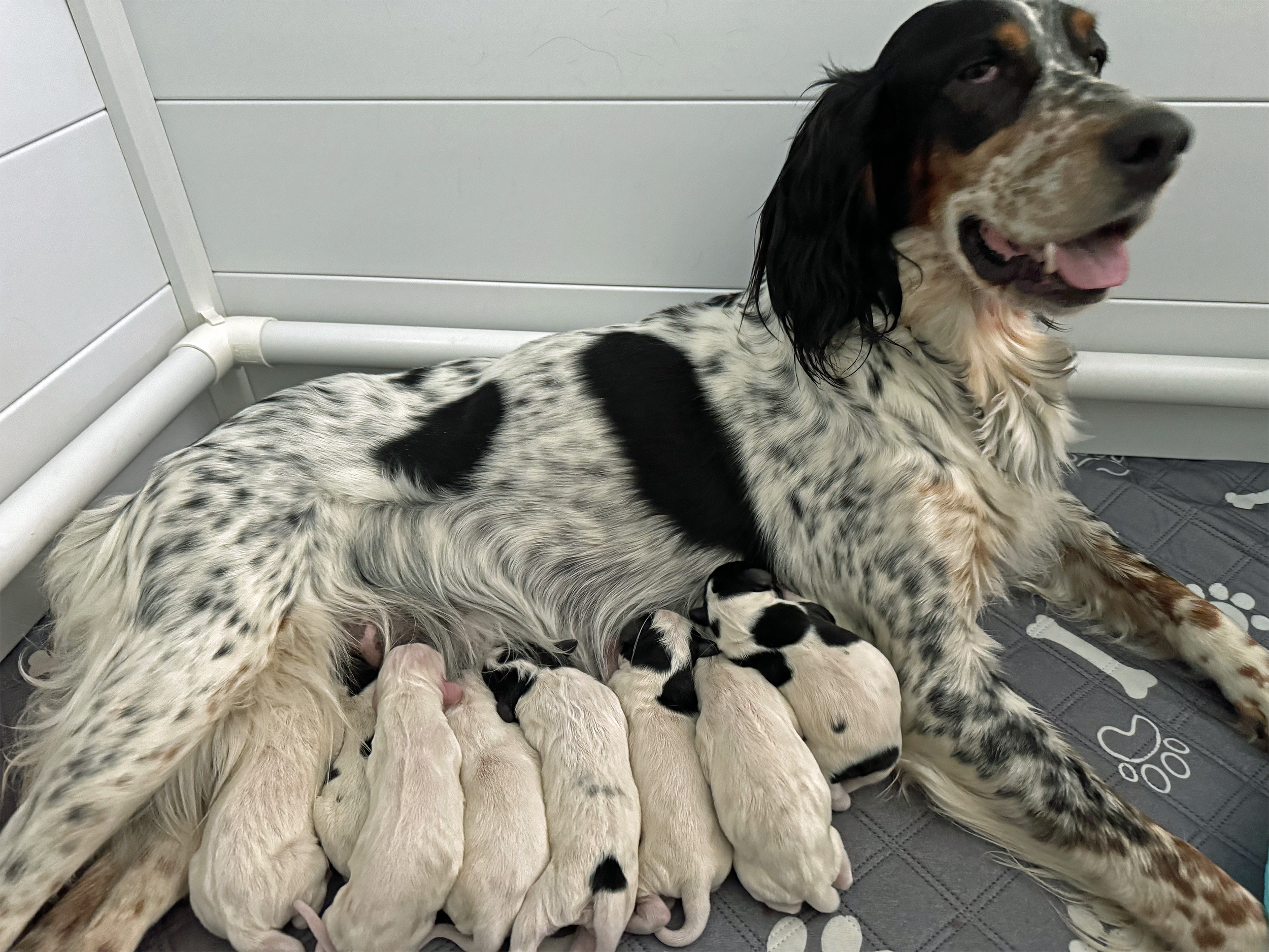 En hund med svart och brun päls ligger på sidan, omgiven av många nyfödda valpar av olika färger och mönster, i ett ljust rum.