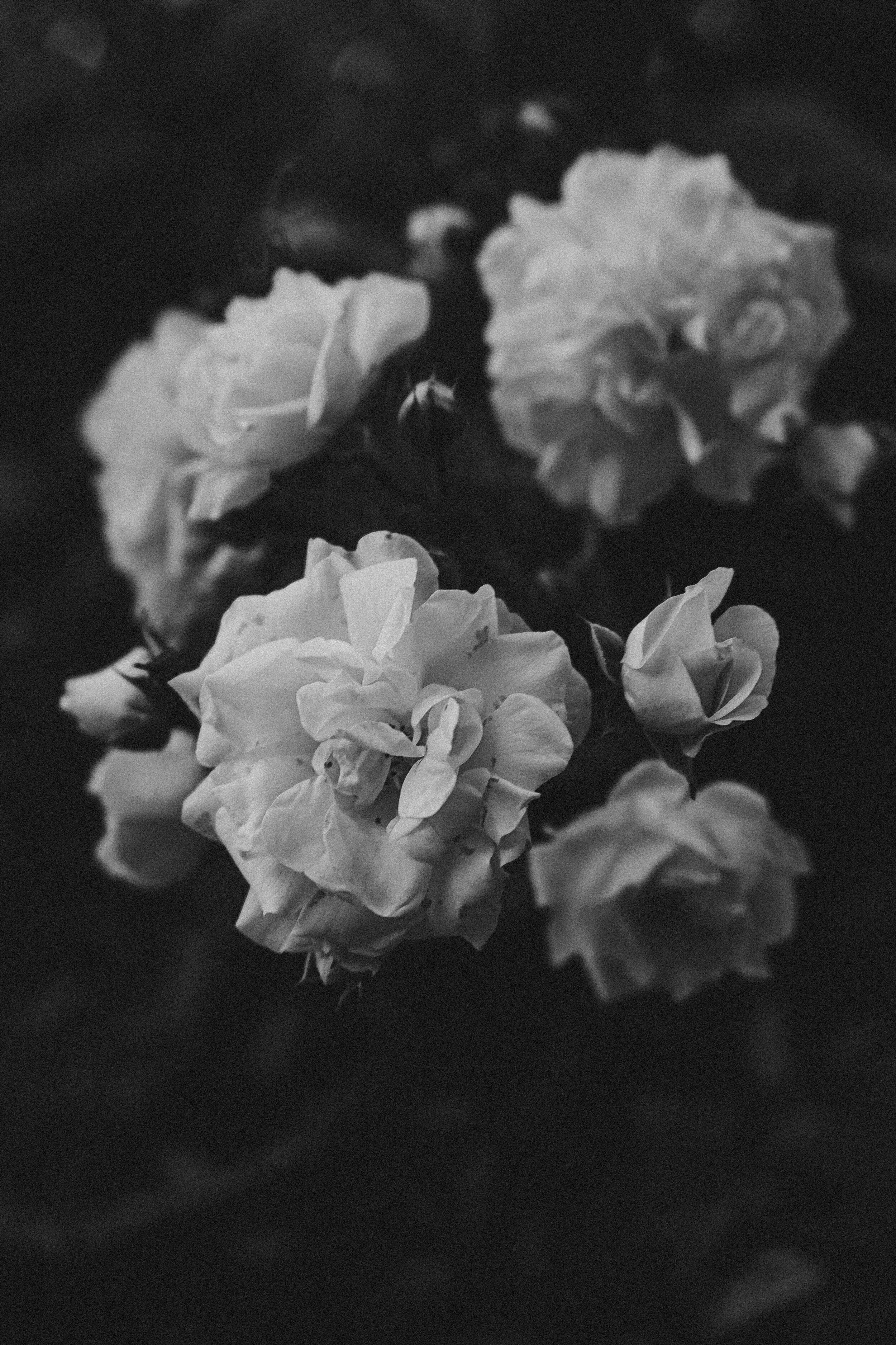 Black and white photo of three roses on a dark background.