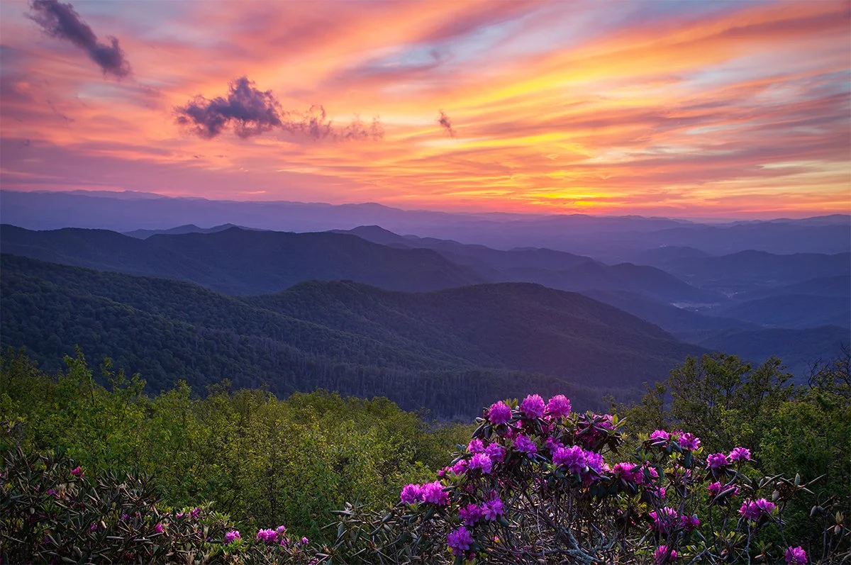 Colorful sunset over misty mountains with purple flowers in the foreground.