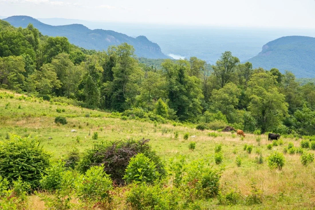A scenic landscape of a green hillside with trees, mountains in the background, and two cattle grazing in the field.