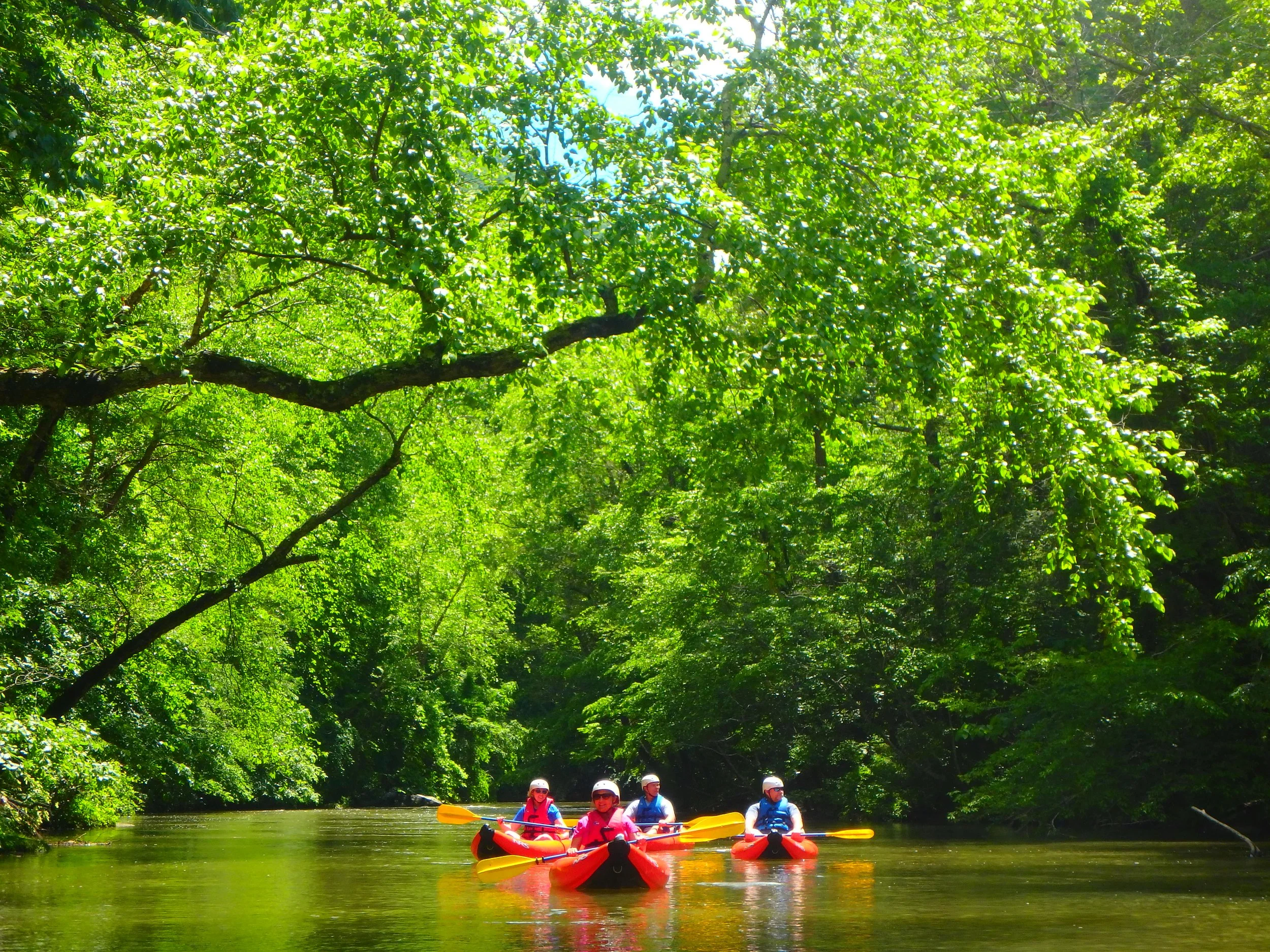 Four people wearing helmets and life jackets kayaking on a calm river amidst lush green trees.