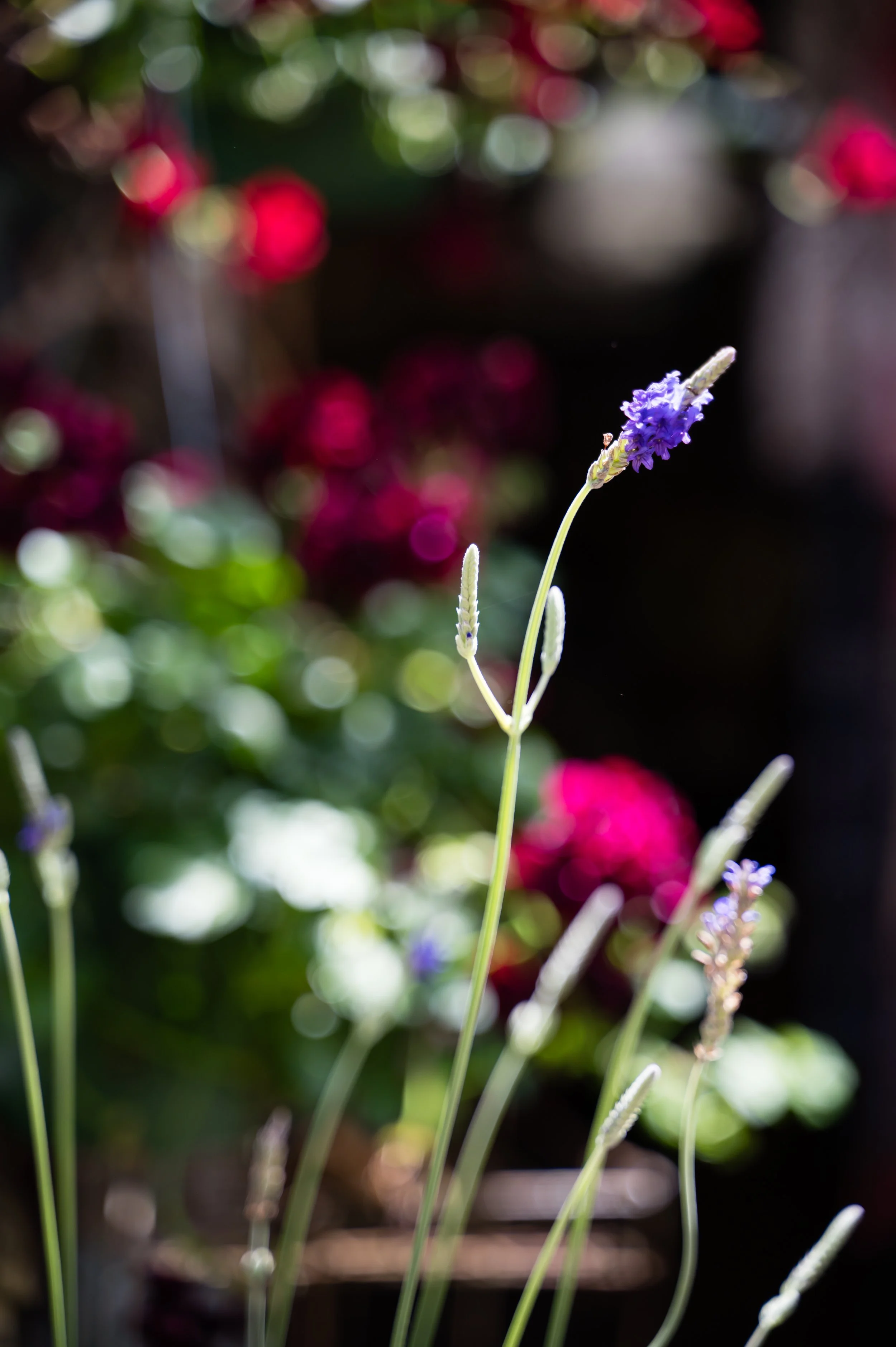 Close-up of a purple flower with blurred colorful background.