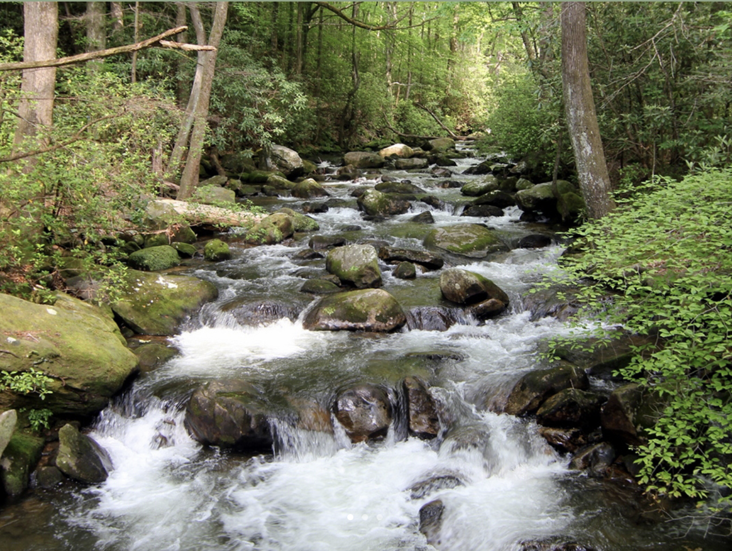 A creek flowing through a lush green forest with rocks and trees on both sides.