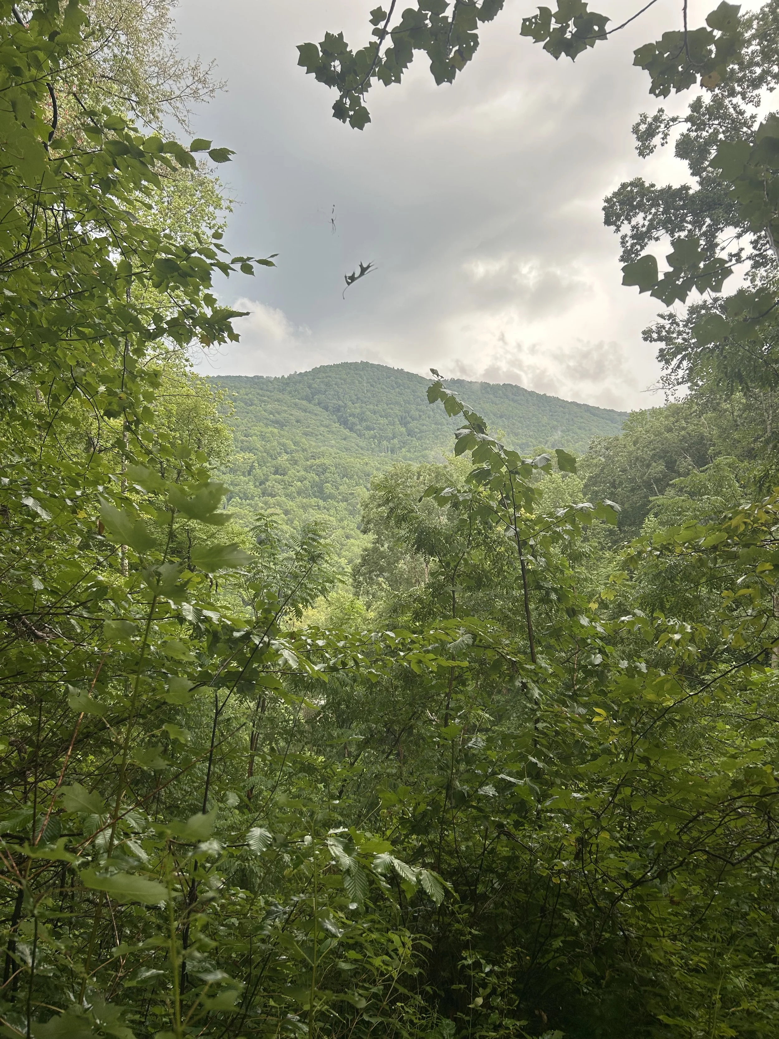 Forested mountains seen through dense green foliage on a cloudy day.