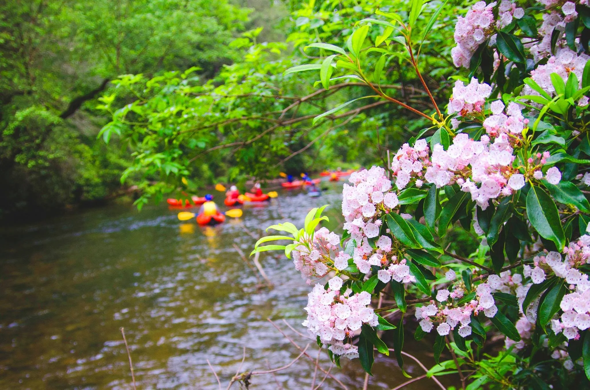 Pink flowers and green leaves on a tree branch over a river with kayakers in the background.