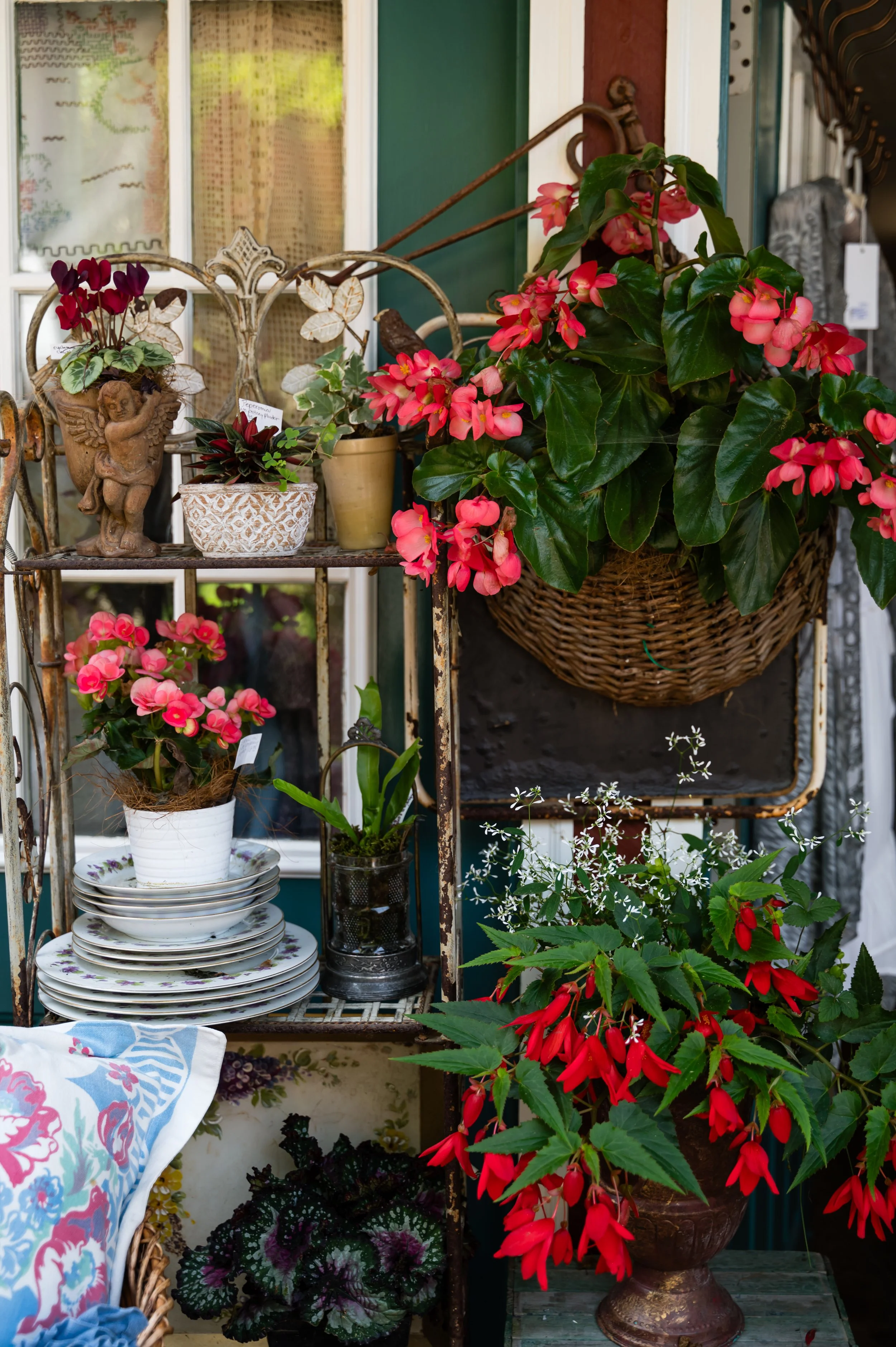 A display of potted plants and flowers, including pink begonias and red and green foliage, arranged on a vintage metal shelf and nearby table outdoors.