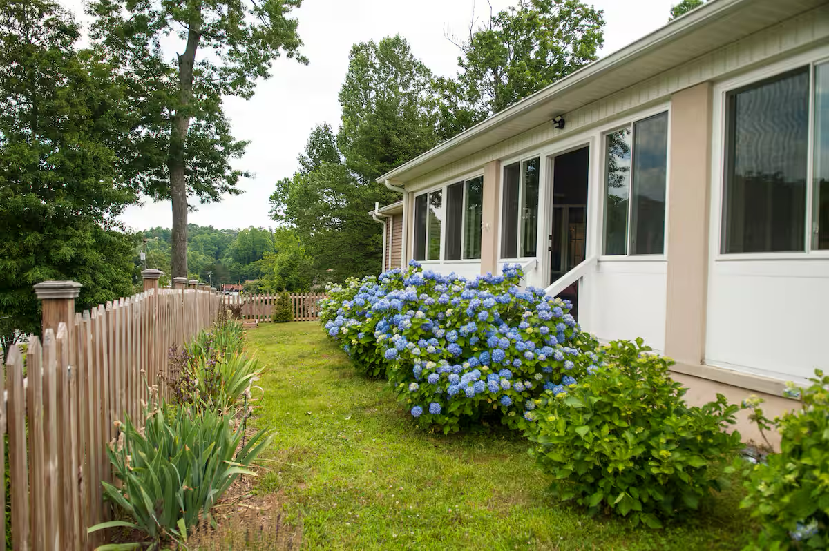 View of a suburban backyard with a wooden fence, green grass, blooming blue hydrangeas next to a house with large windows, and tall trees in the background.