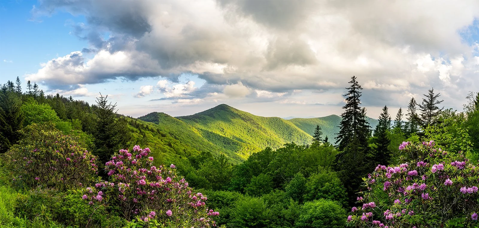 Lush green forested mountains under a partly cloudy sky with pink flowering bushes in the foreground.