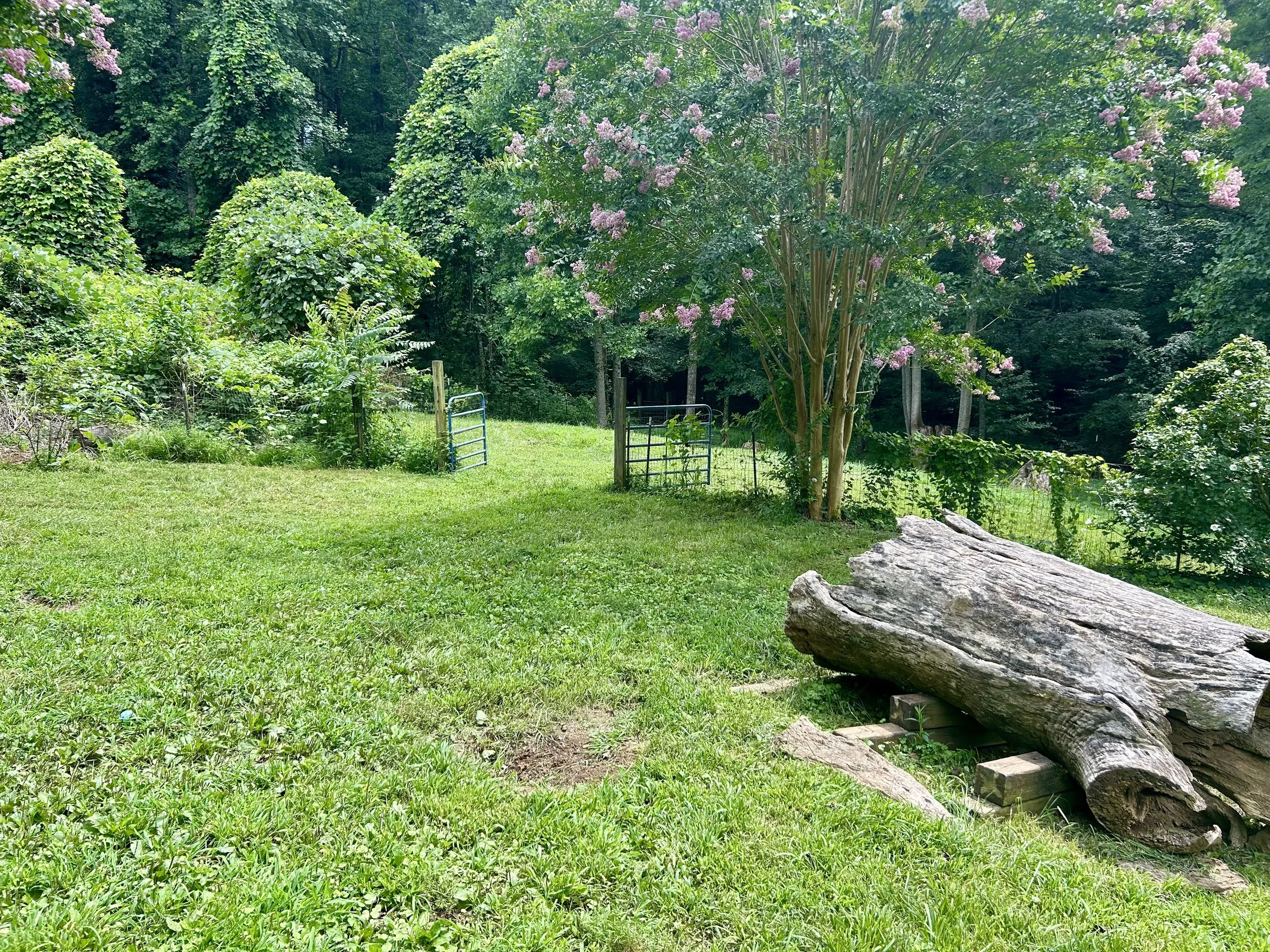 A lush green outdoor scene with a large tree bearing pink flowers, a grassy area, and a fallen log in the foreground. In the background, dense trees and shrubs are visible.