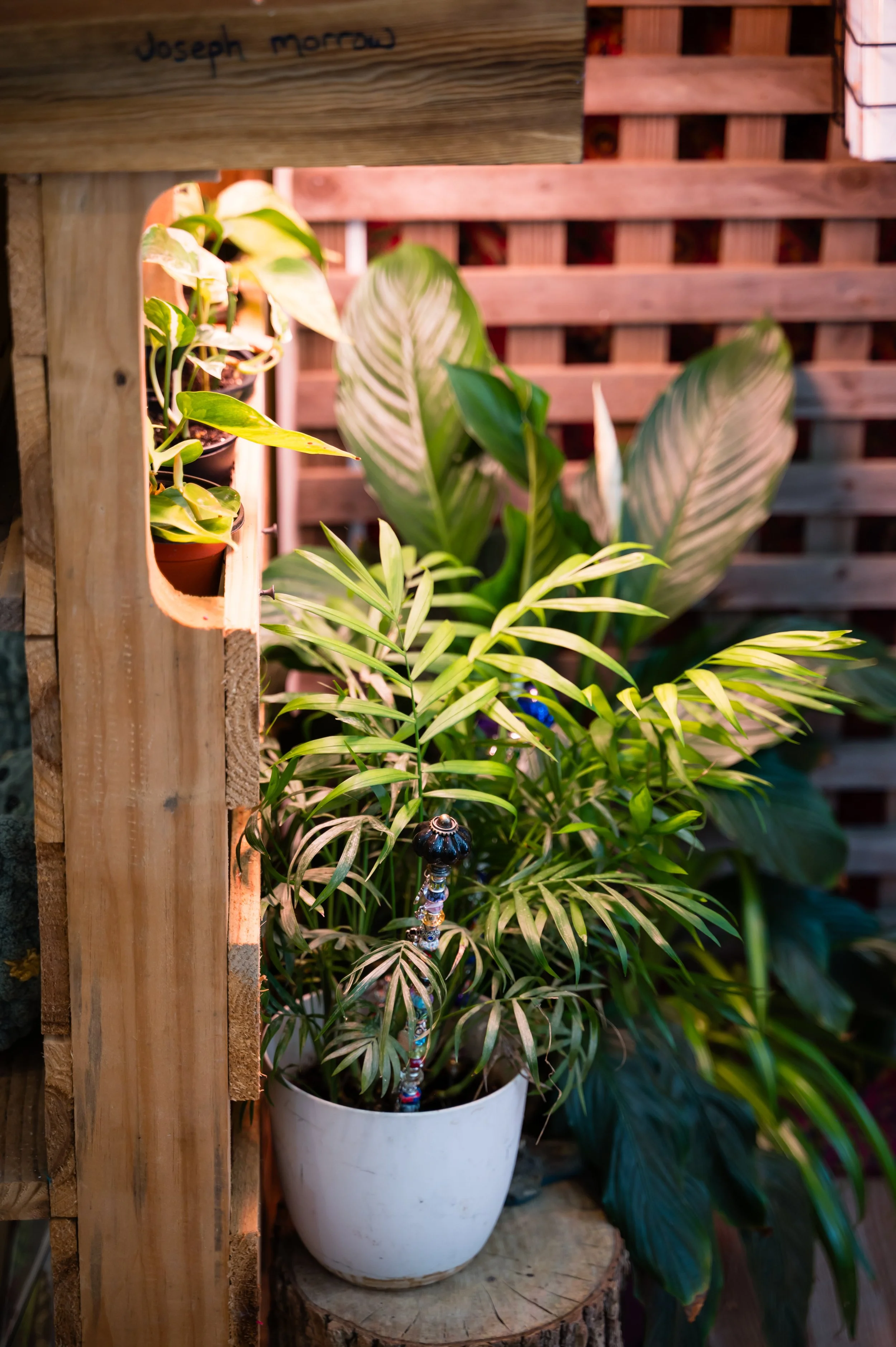Potted plant with green and white variegated leaves placed on a tree stump, with a lattice wooden fence in the background.