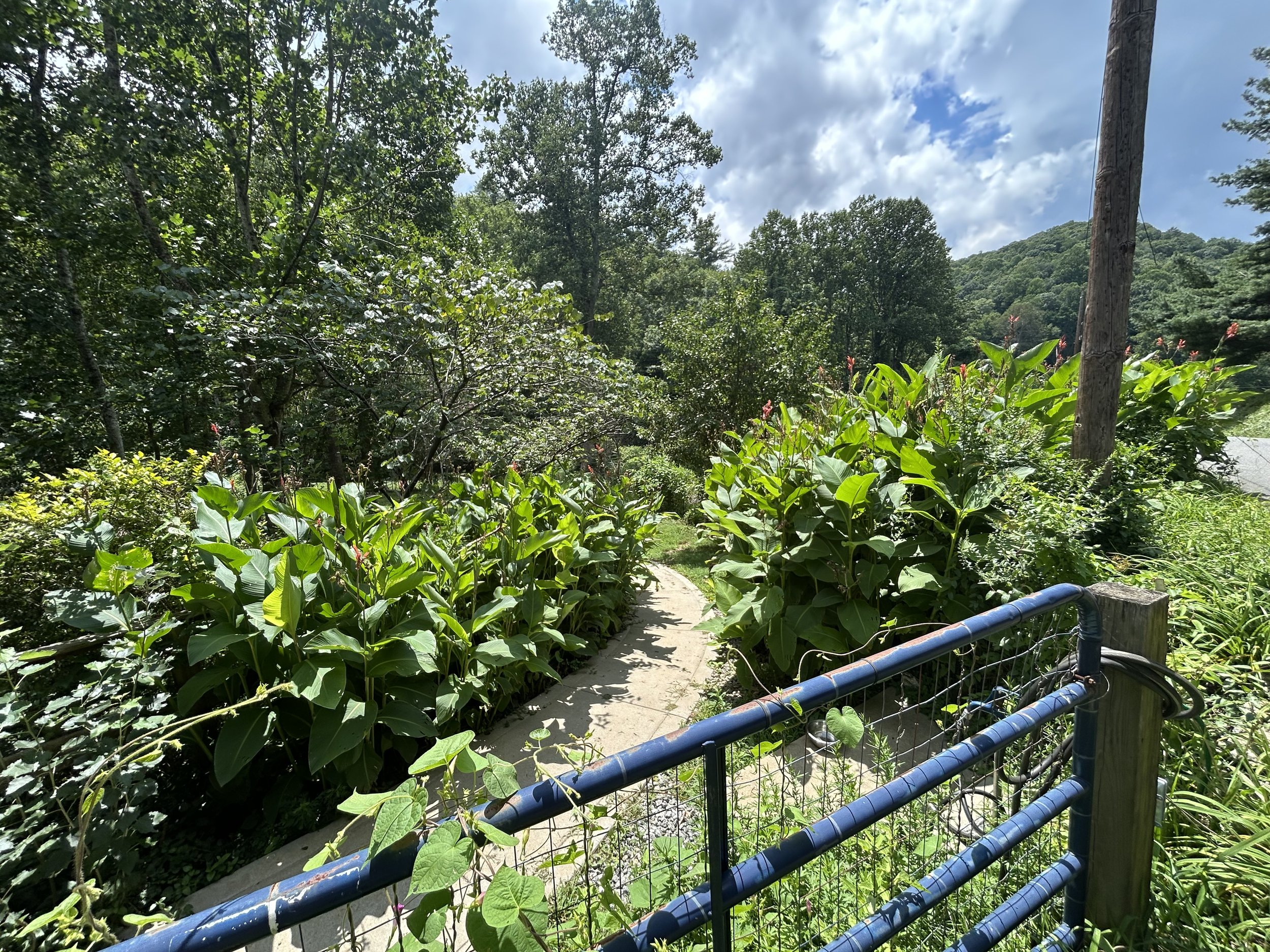 A pathway winding through a lush green garden with large leafy plants, surrounded by dense trees and foliage under a partly cloudy sky, with a blue-painted metal fence along the path.