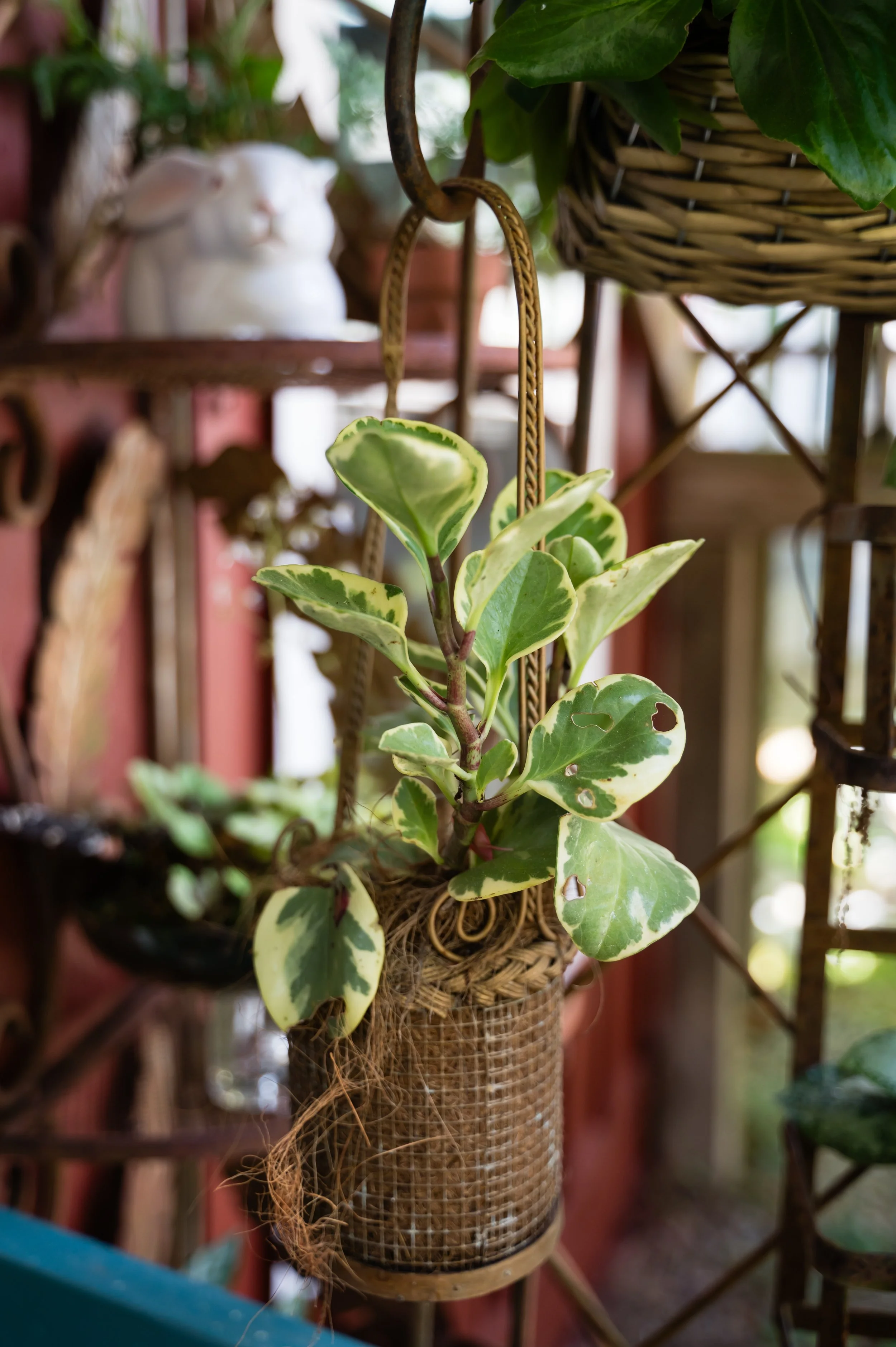 A potted, variegated ivy plant with green and cream-colored leaves in a woven hanging basket, hanging from a metal loop. Blurred shelves with decorative objects and plants in the background.