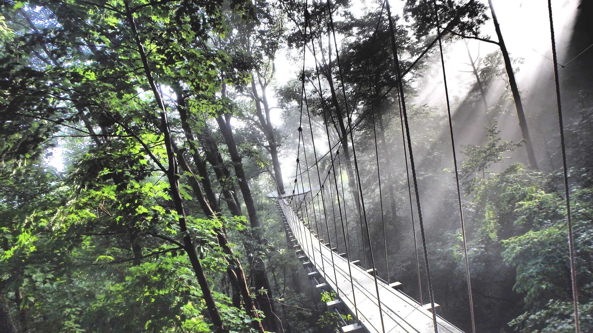 A suspension bridge hanging through a dense forest with sunlight streaming through the trees.