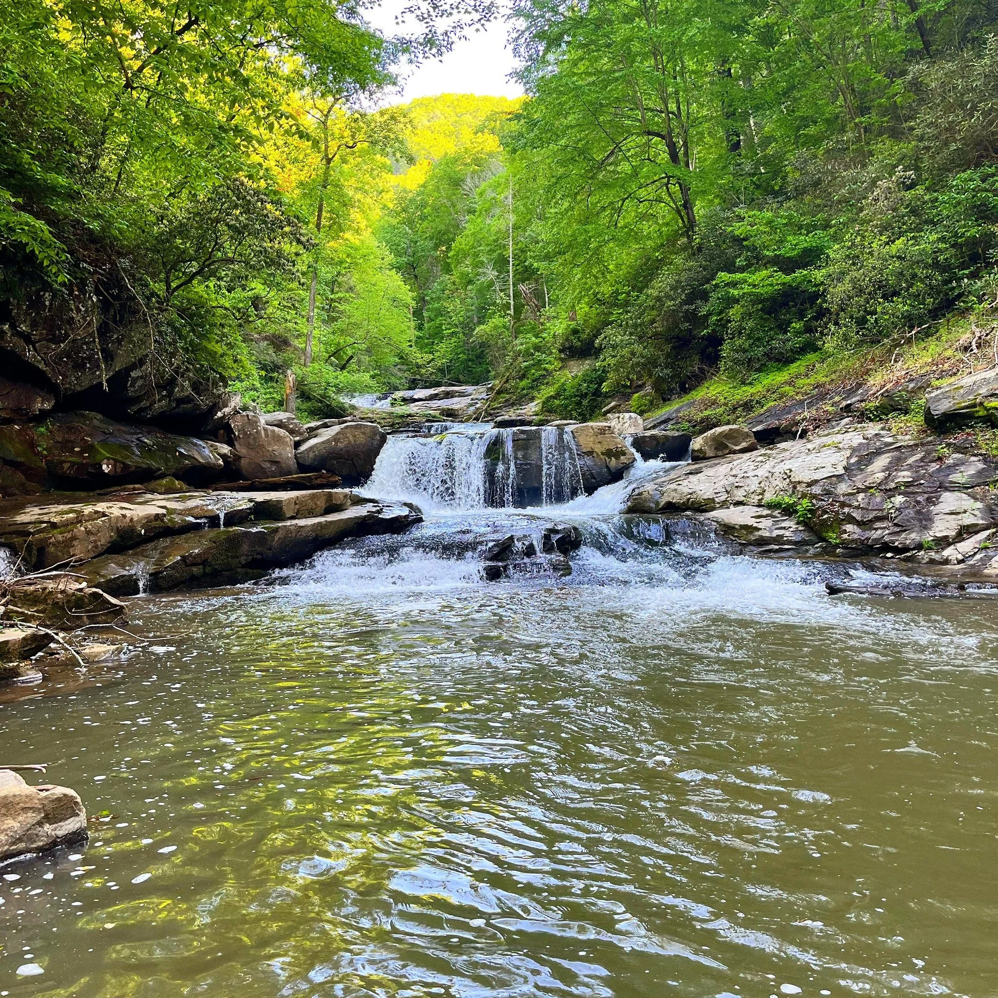 A serene stream flowing through a lush green forest with dense tree canopy, rocks, and gentle waterfalls.