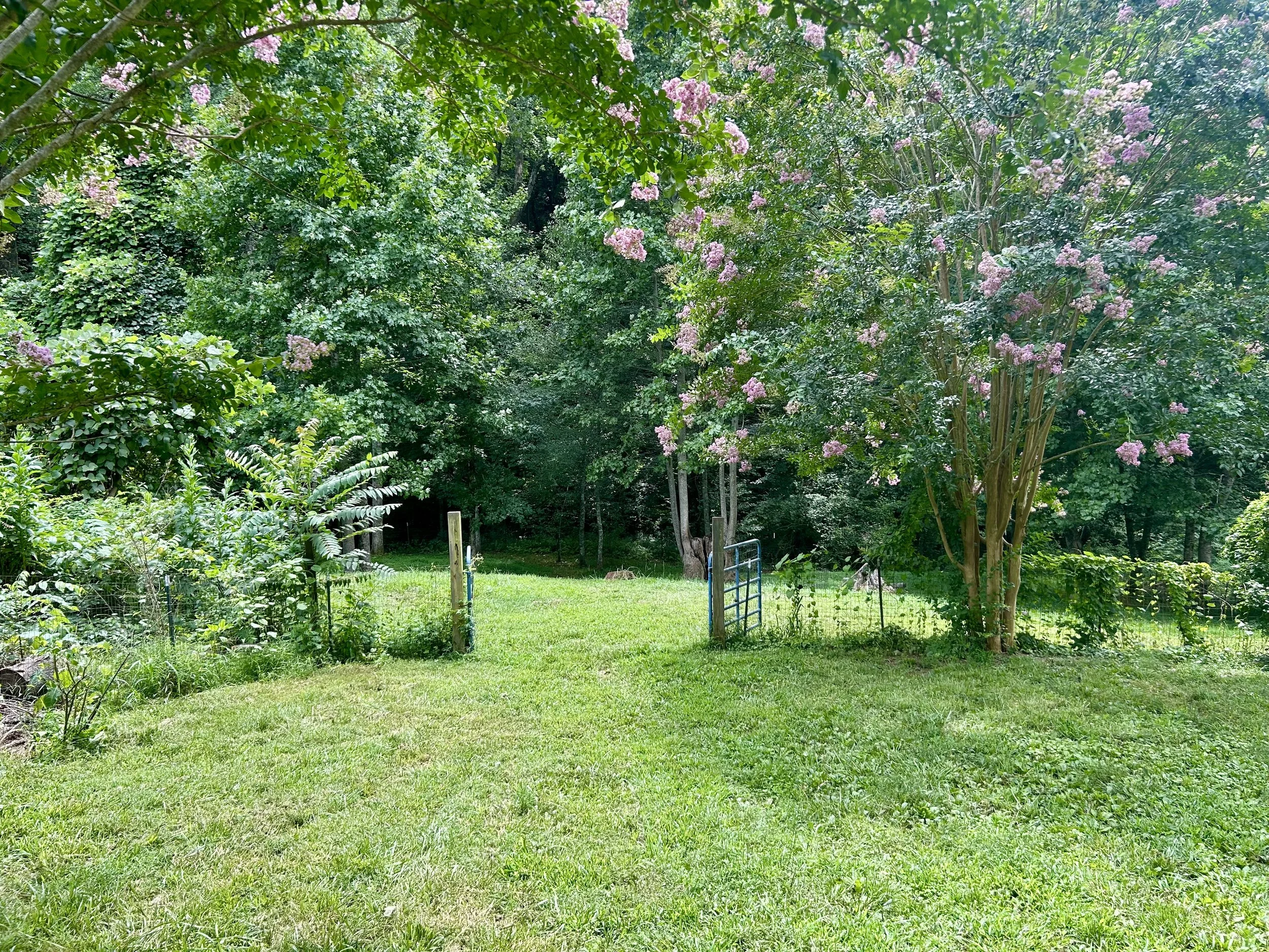 A lush green garden with trees and blooming pink flowers, a grassy lawn, and a small metal fence near the center.