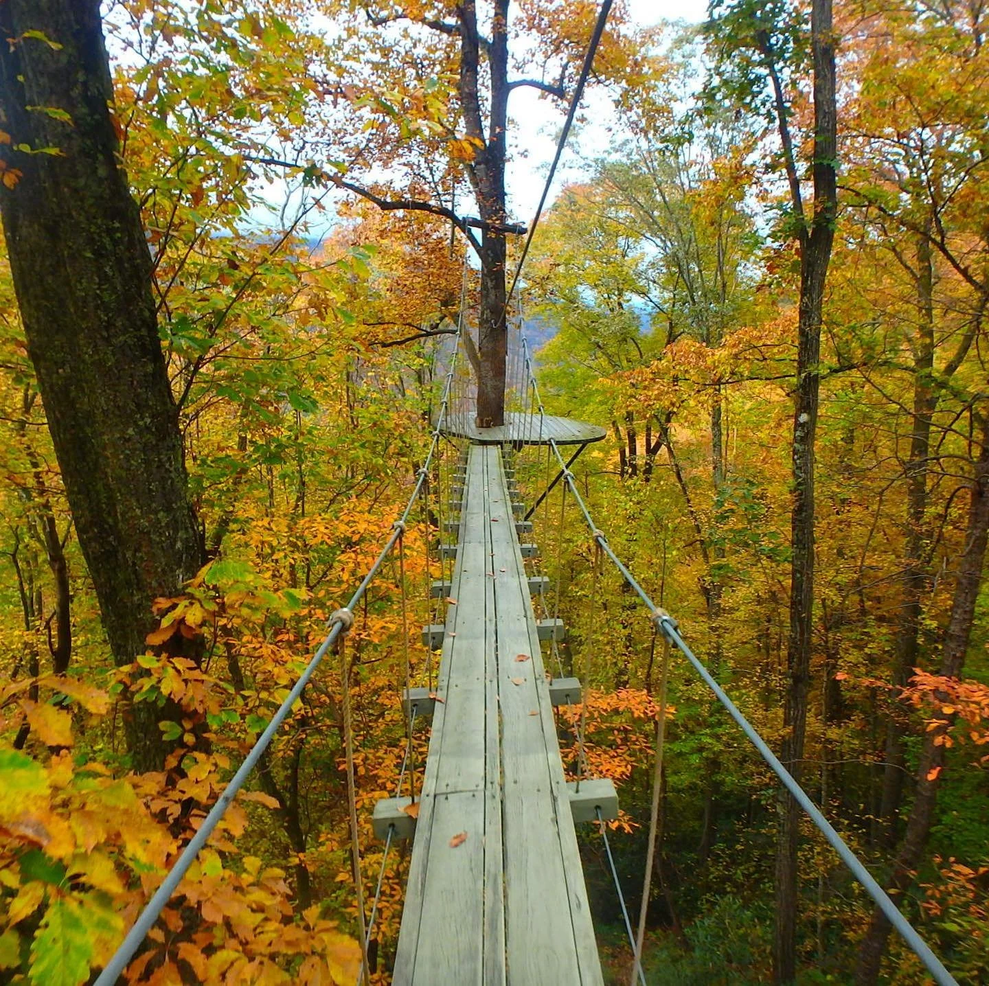 A narrow wooden suspension bridge stretches through a forested area with trees displaying autumn foliage, with orange, yellow, and green leaves.