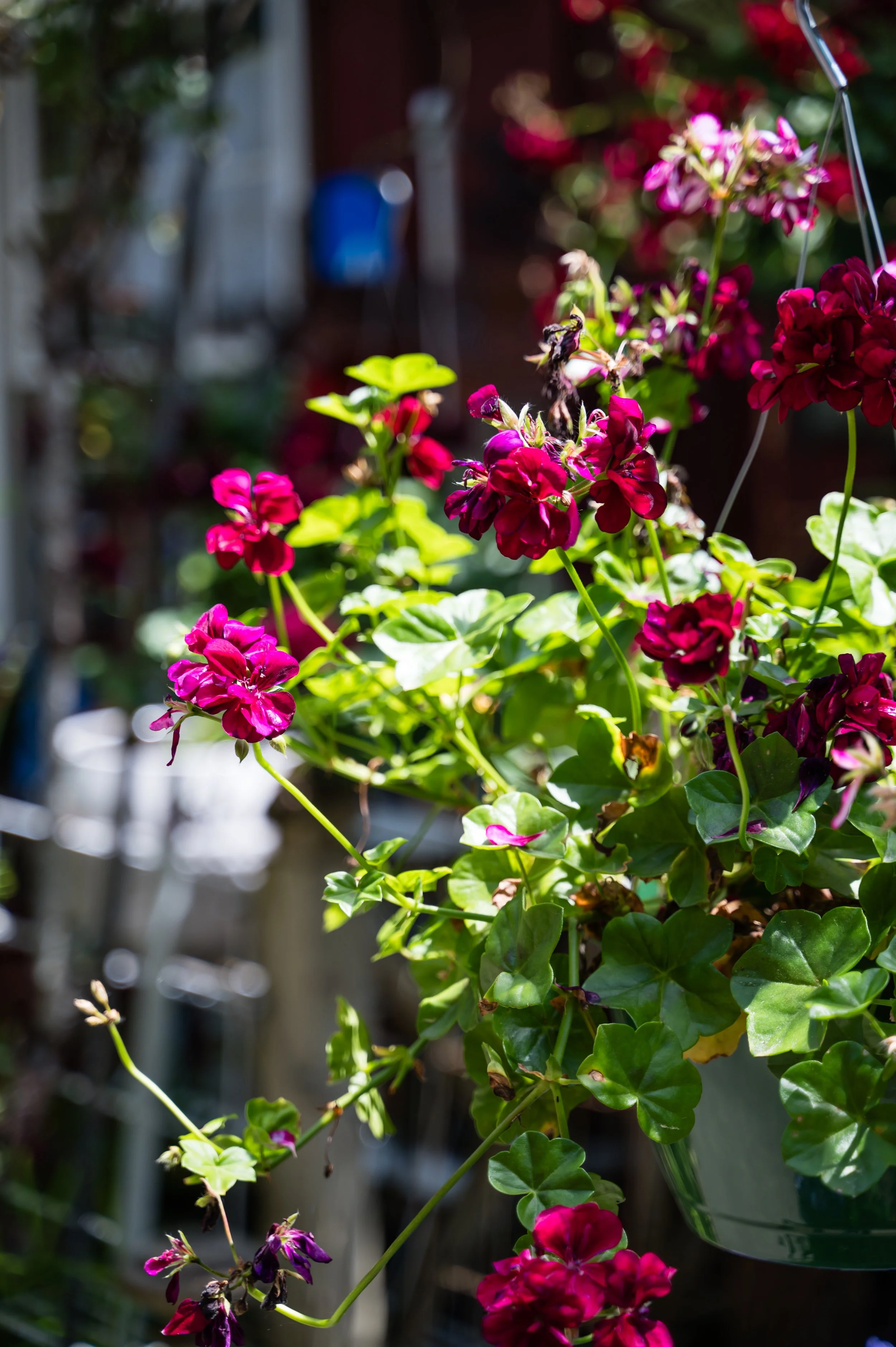 Close-up of vibrant pink and purple flowers, with green leaves, outdoors, illuminated by sunlight.