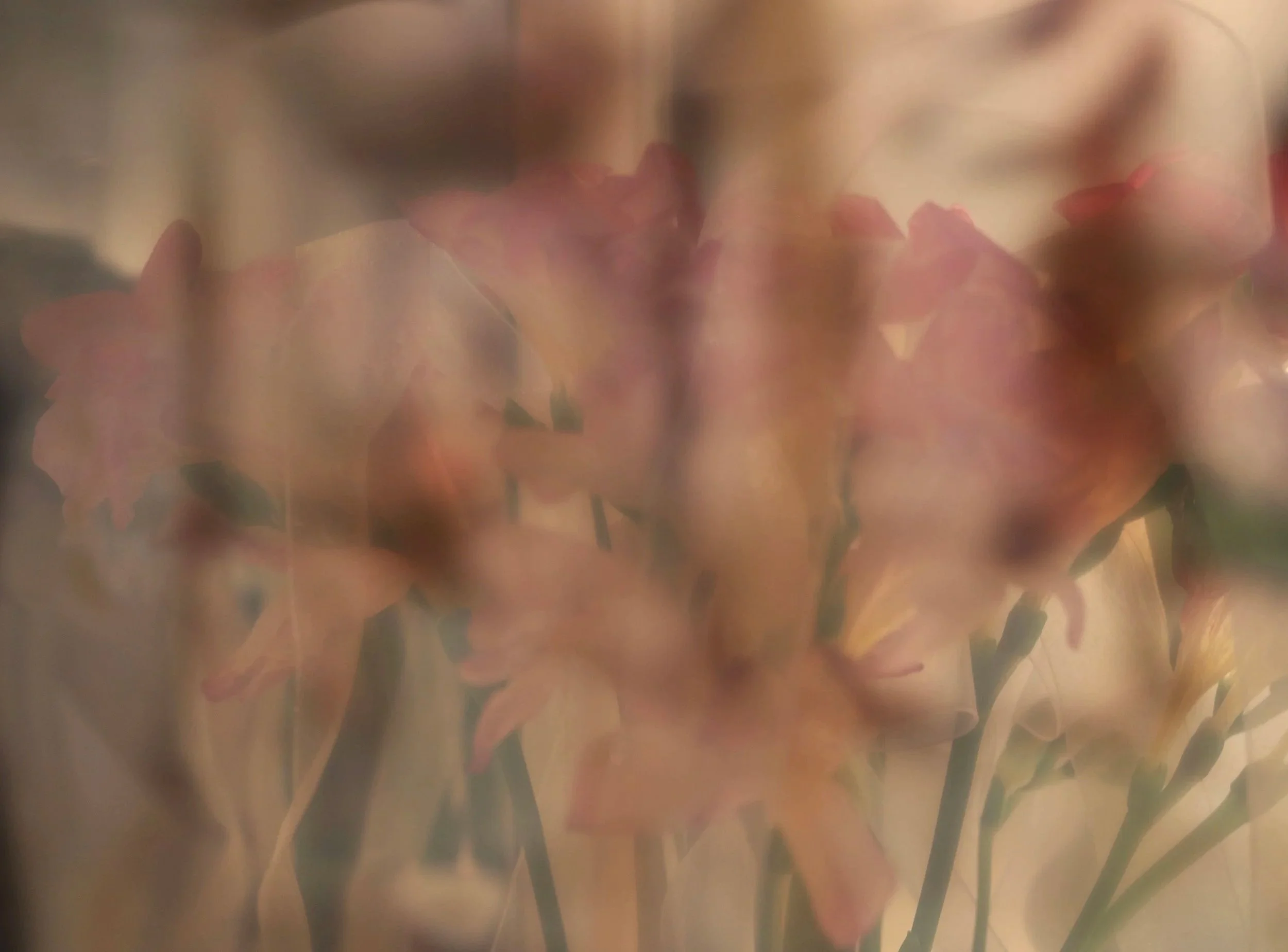 Flower Film, 2018, digital