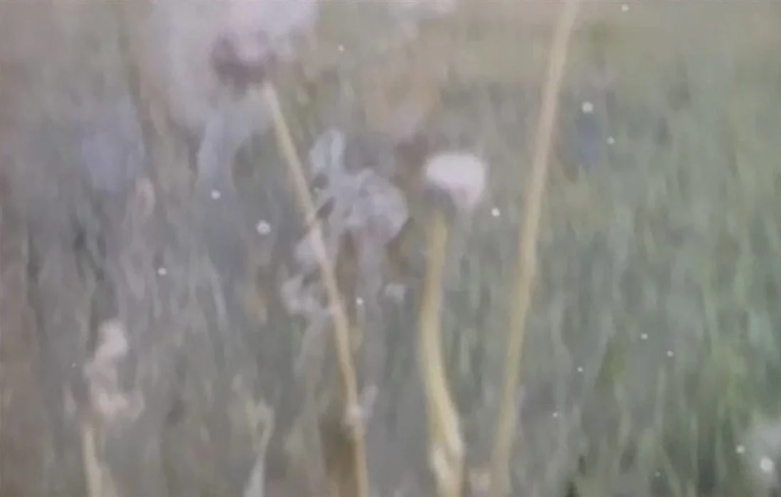 Wishes, 2018, still from video