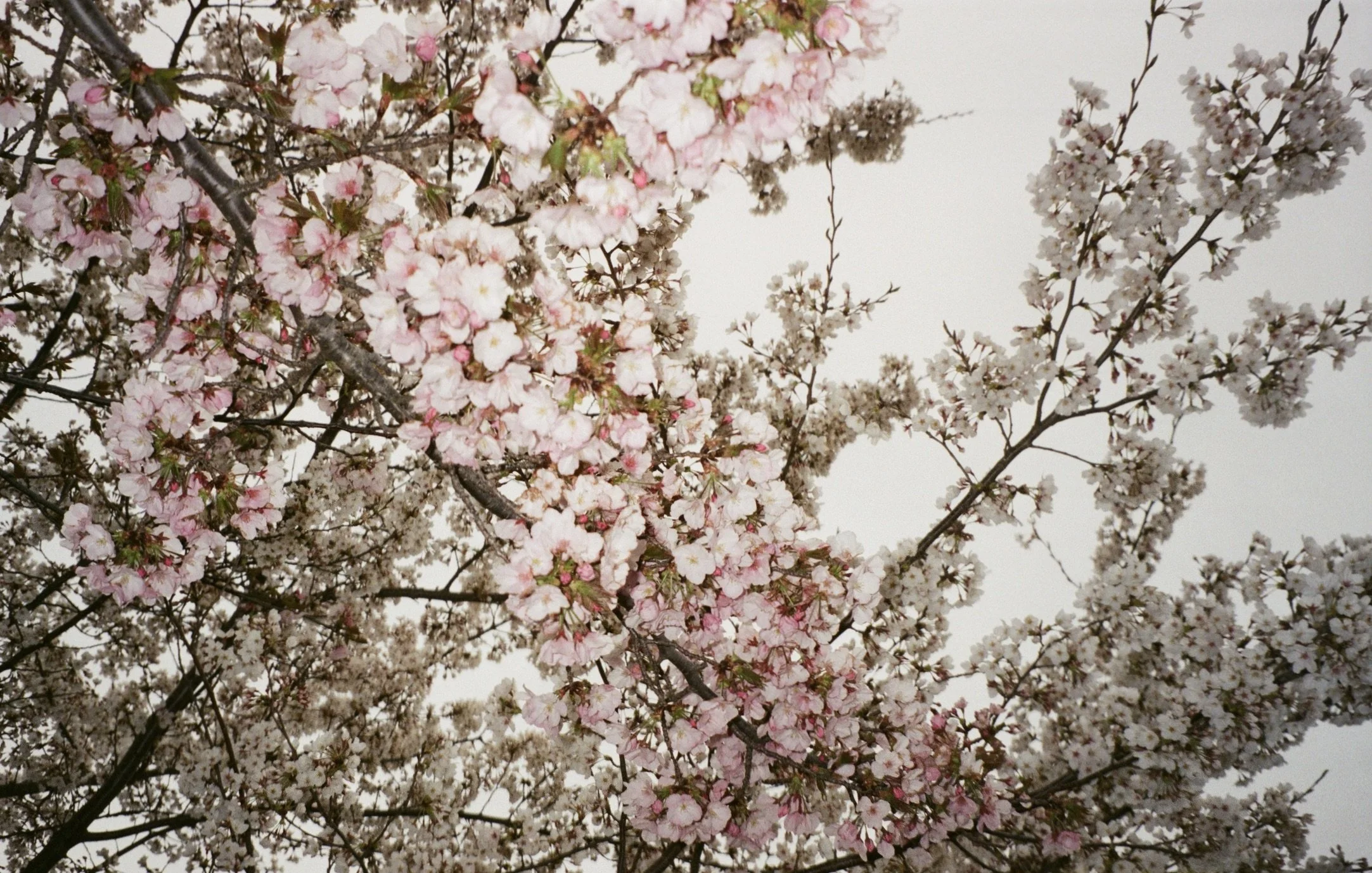 Flash of 1950, 2024, film