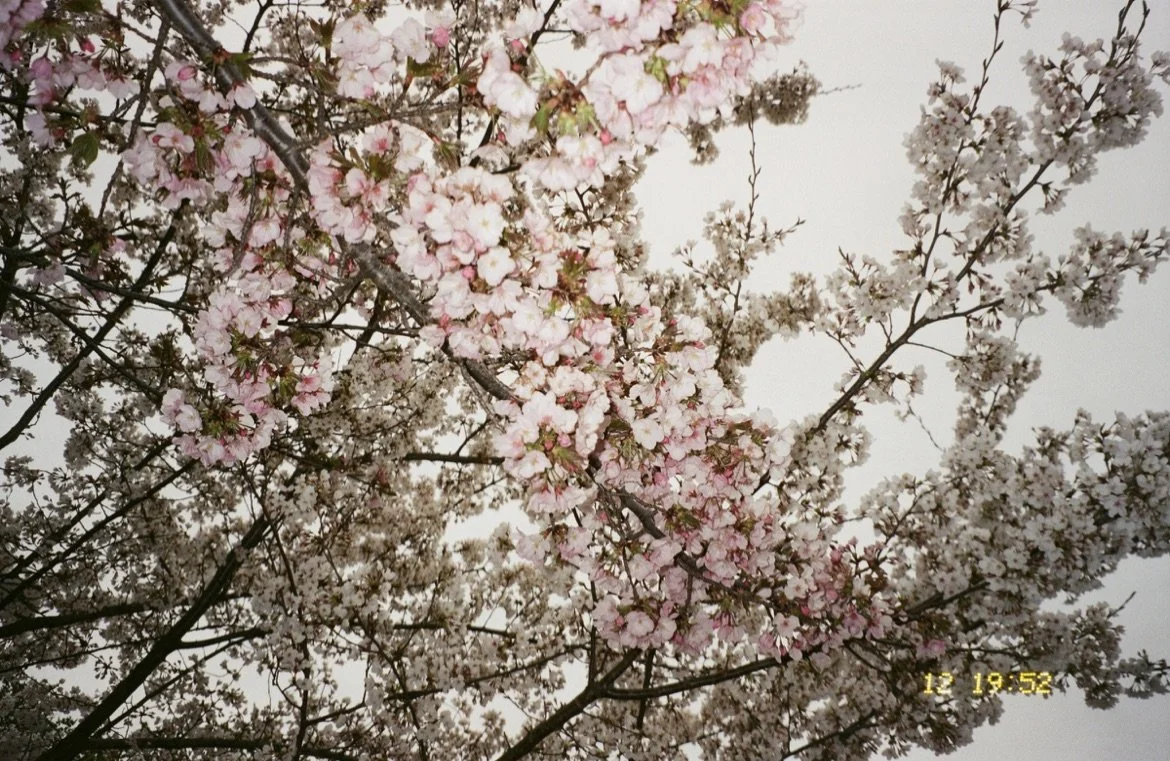 Spring in DC 1950s, 2024, film